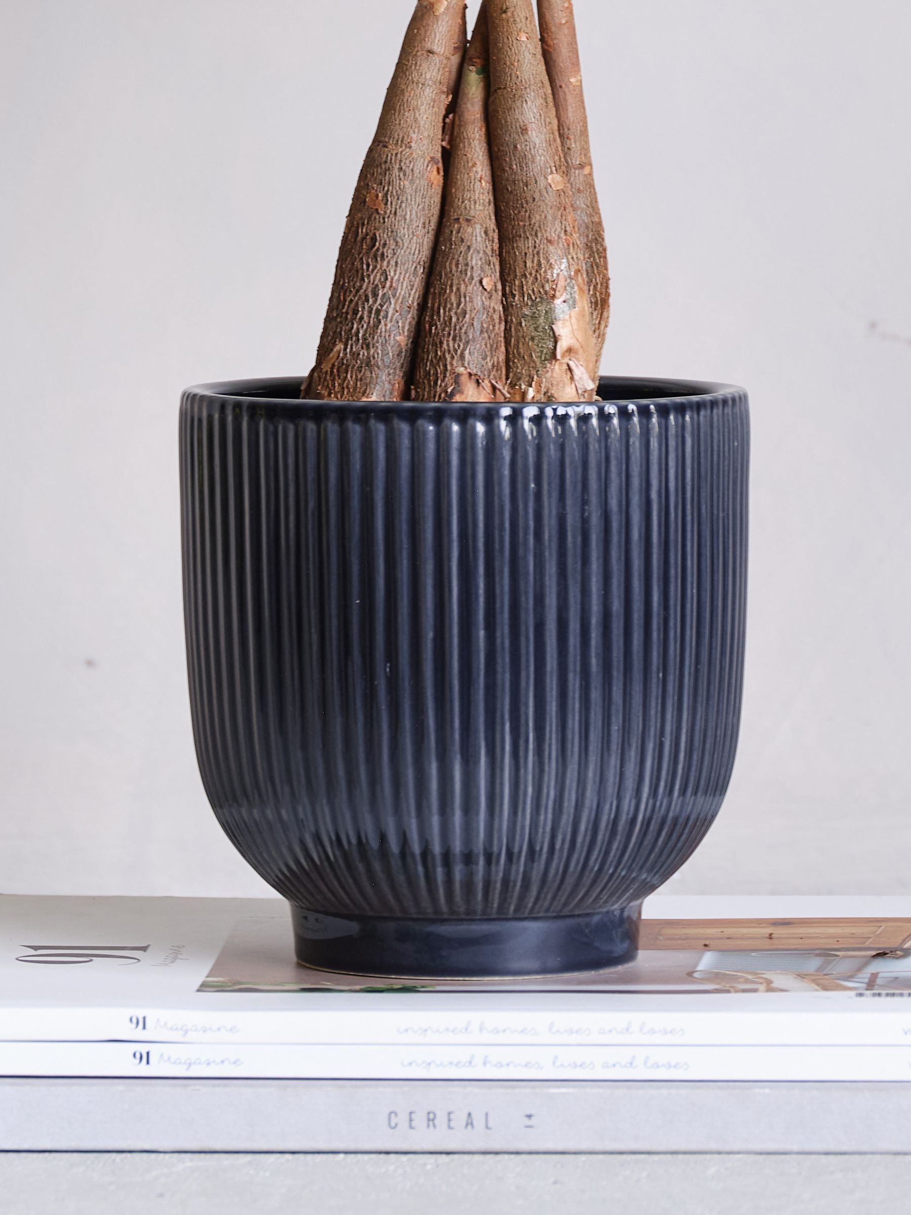 Navy Real Money Tree in Ribbed Pot - Image 4 of 4 Navy Real Money Tree in Ribbed Pot - Image 4 of 4