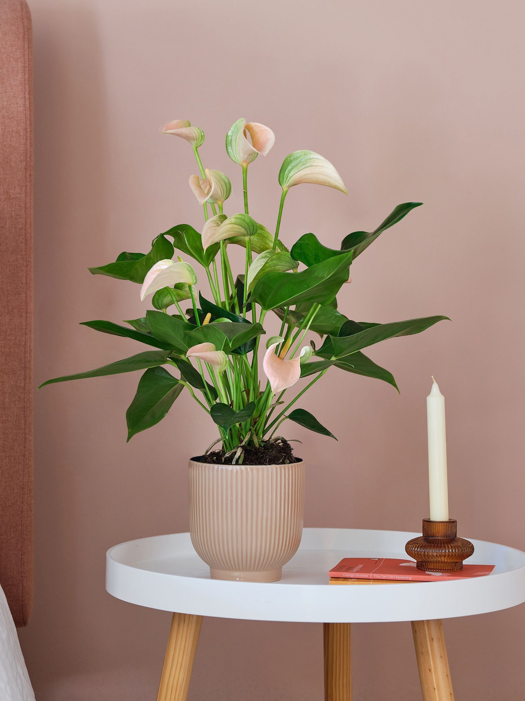 Beards & Daisies Pink Real Peach Anthurium Plant in Ribbed Pot - Image 1 of 3