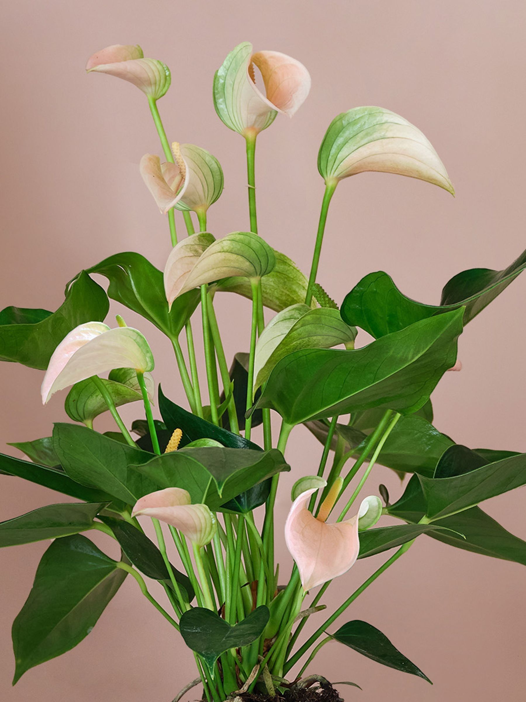 Beards & Daisies Pink Real Peach Anthurium Plant in Ribbed Pot - Image 2 of 3