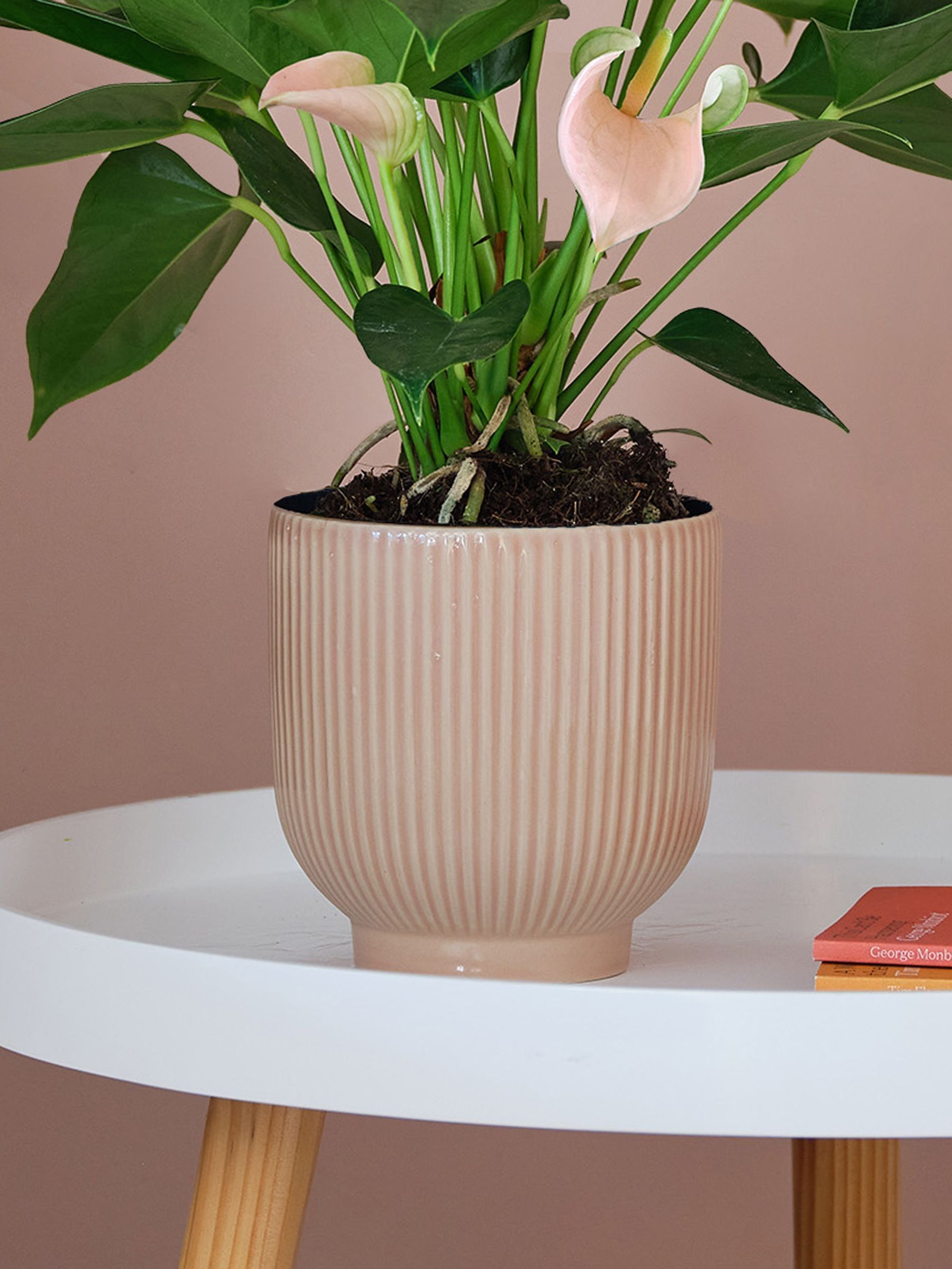 Beards & Daisies Pink Real Peach Anthurium Plant in Ribbed Pot - Image 3 of 3 Beards & Daisies Pink Real Peach Anthurium Plant in Ribbed Pot - Image 3 of 3