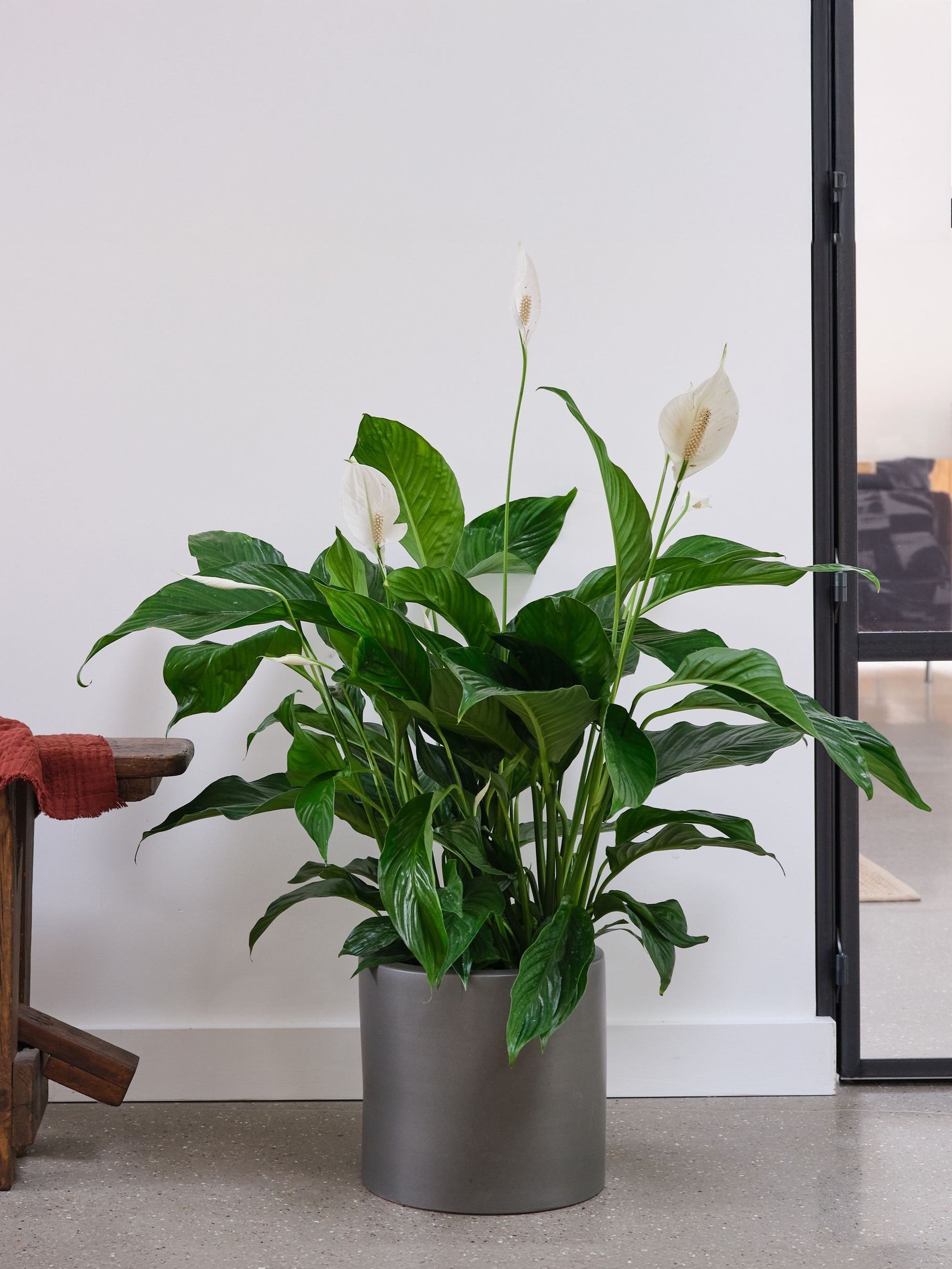 Graphite Real Peace Lily Plant in Earthenware Pot - Image 1 of 3 Graphite Real Peace Lily Plant in Earthenware Pot - Image 1 of 3