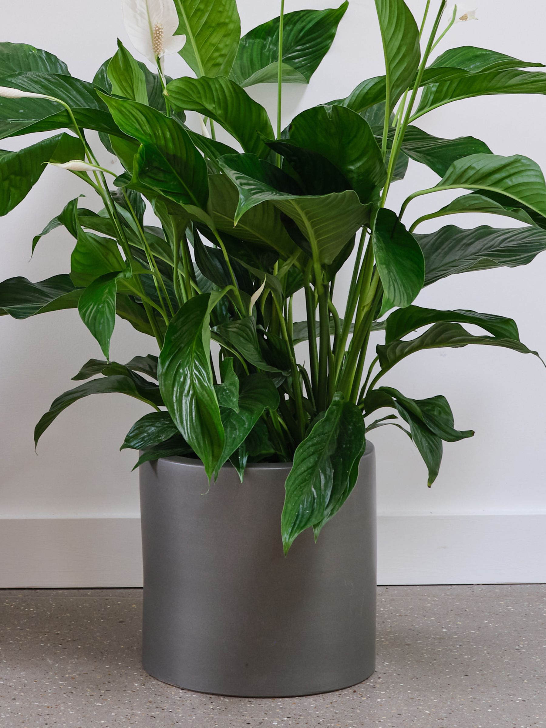 Graphite Real Peace Lily Plant in Earthenware Pot - Image 2 of 3 Graphite Real Peace Lily Plant in Earthenware Pot - Image 2 of 3