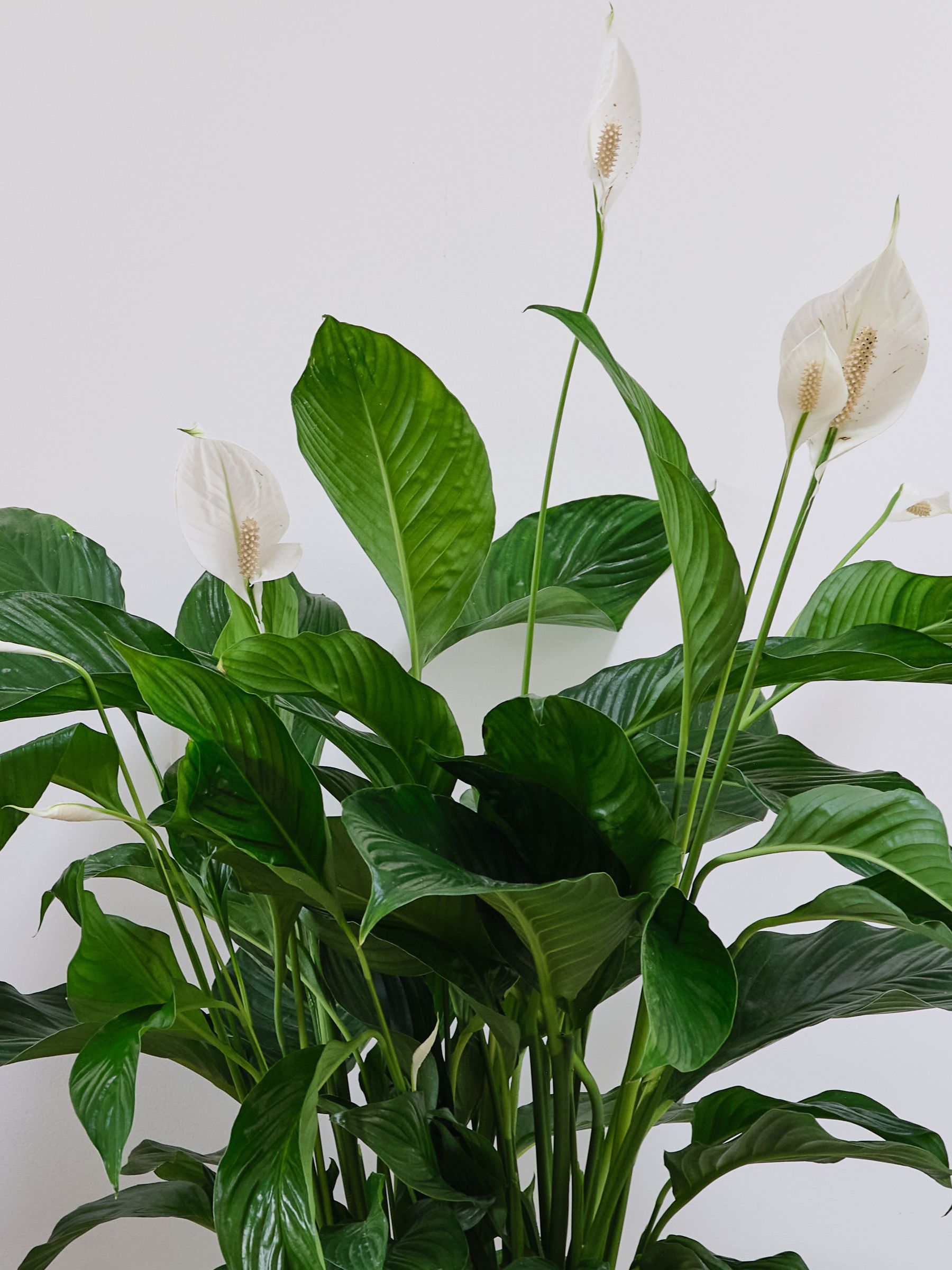 Graphite Real Peace Lily Plant in Earthenware Pot - Image 3 of 3