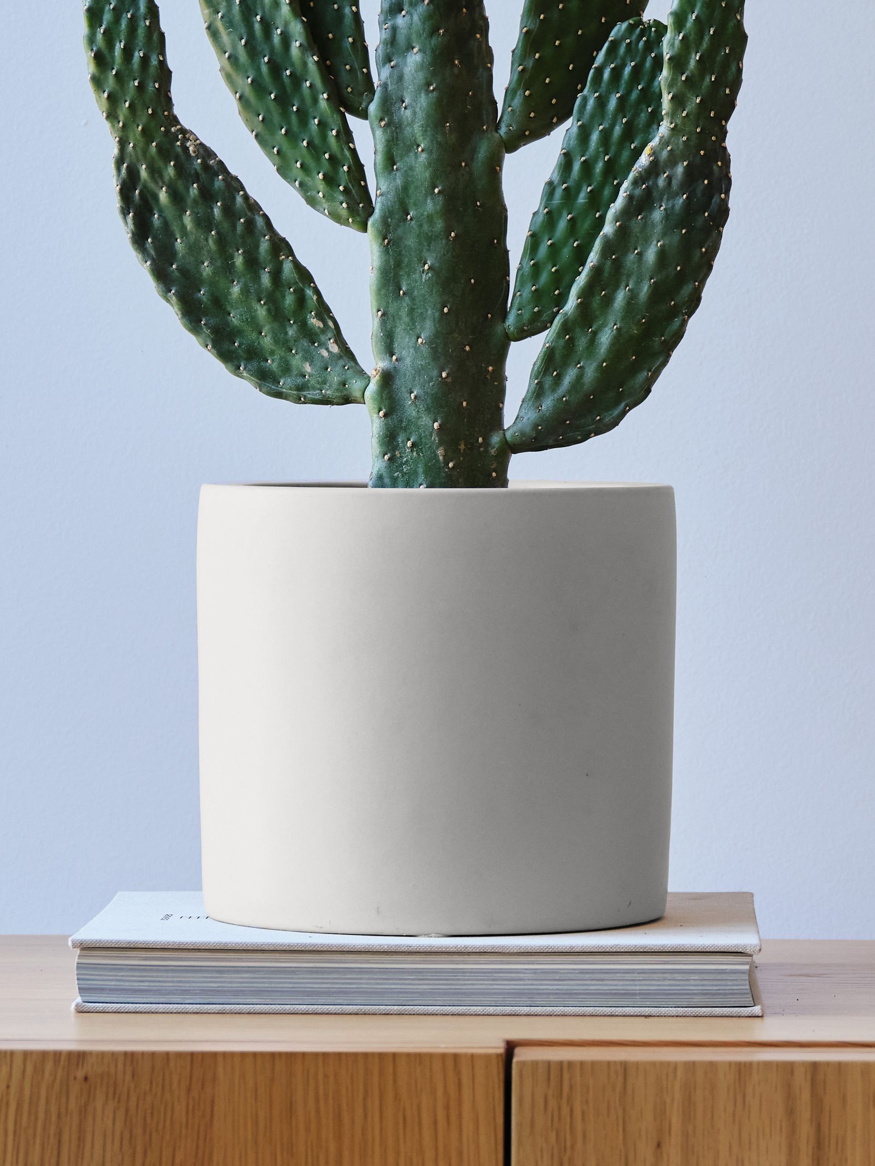 Oyster Real Cowboy Cactus Plant in Earthenware Pot - Image 4 of 4