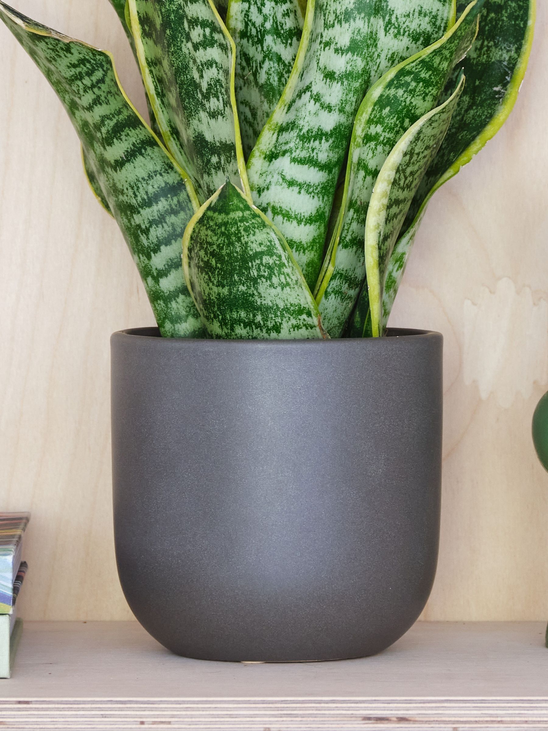 Graphite Real Snake Plant in Earthenware Pot Set - Image 3 of 3 Graphite Real Snake Plant in Earthenware Pot Set - Image 3 of 3