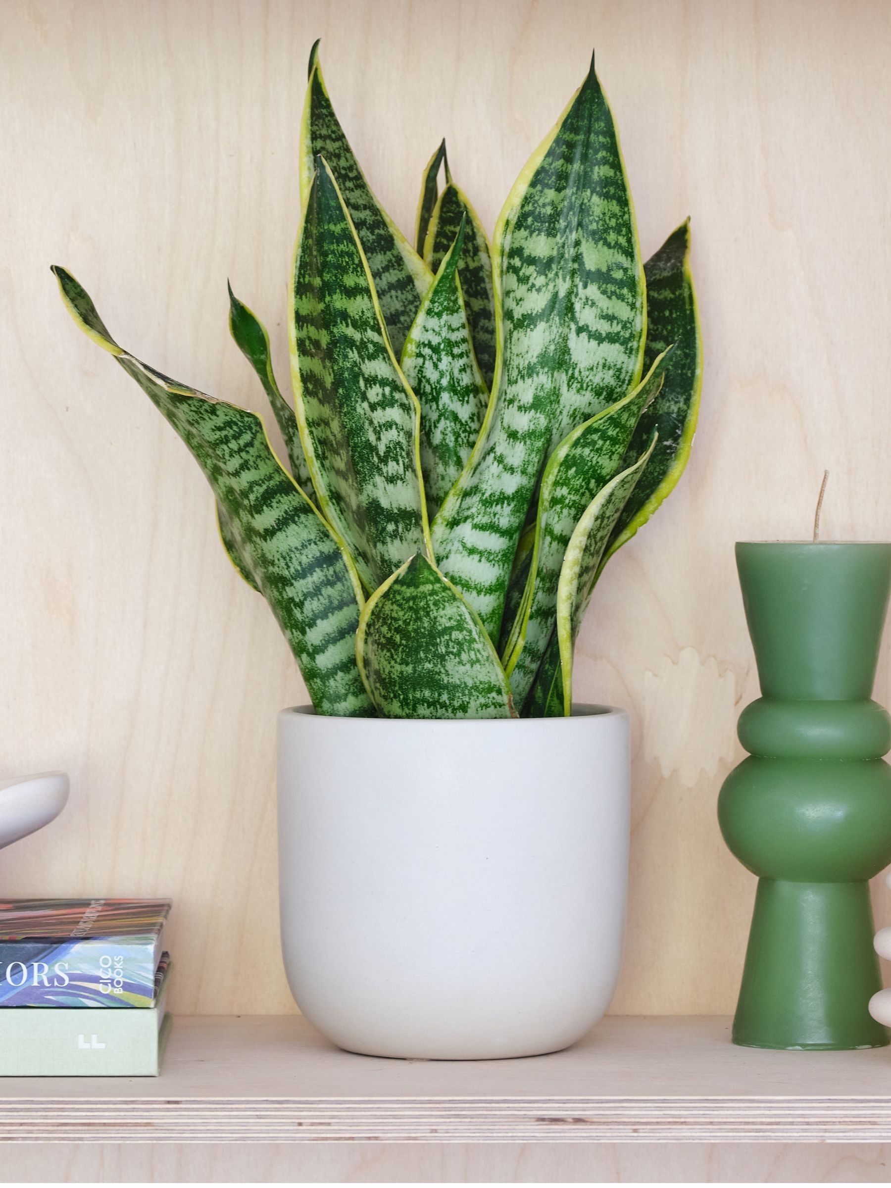 Oyster Real Snake Plant in Earthenware Pot Set - Image 1 of 3 Oyster Real Snake Plant in Earthenware Pot Set - Image 1 of 3
