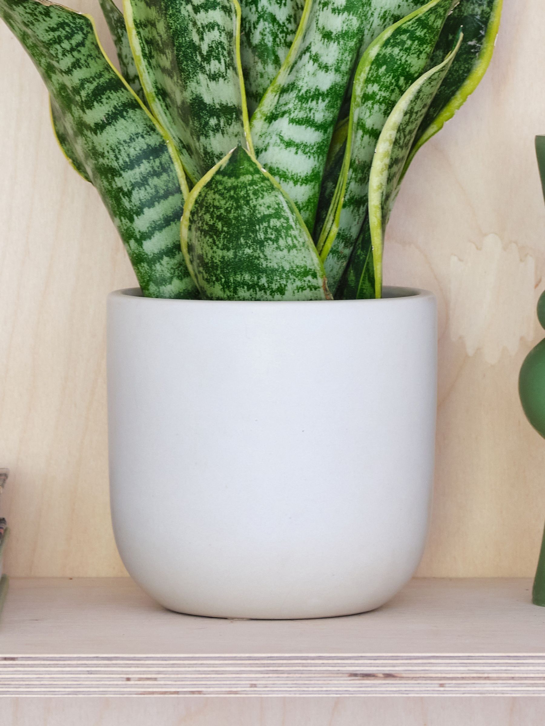 Oyster Real Snake Plant in Earthenware Pot Set - Image 3 of 3