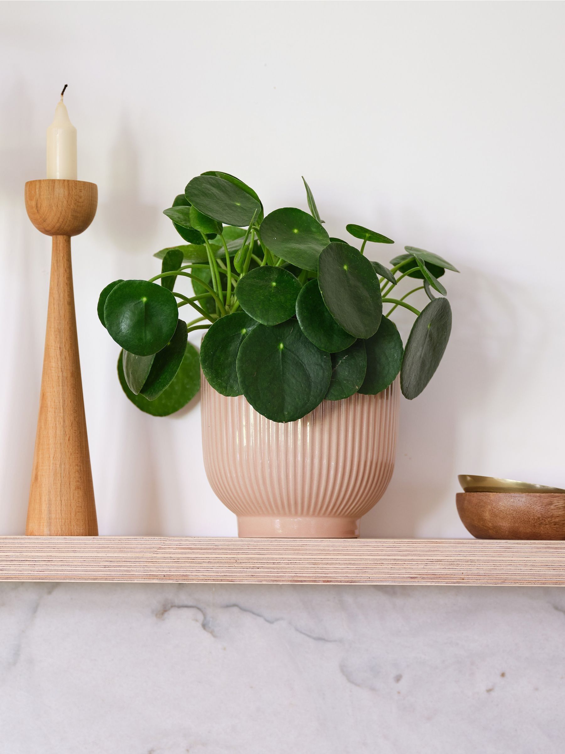 Pink Real Money Plant in Ribbed Pot - Image 1 of 4