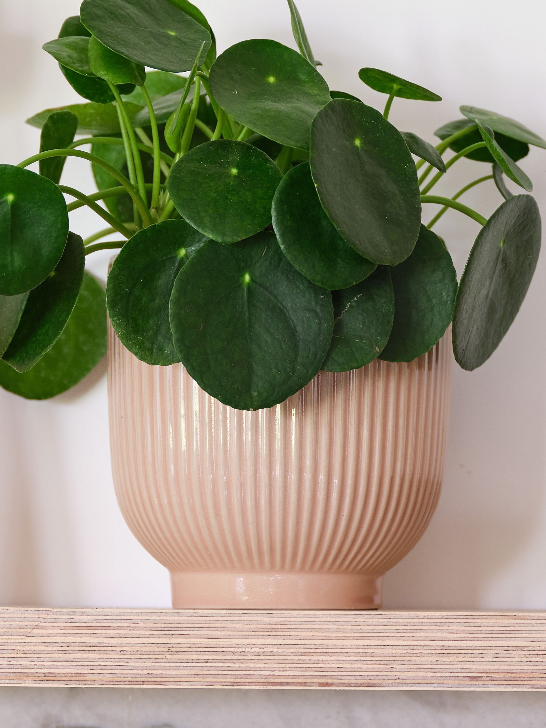 Pink Real Money Plant in Ribbed Pot - Image 4 of 4 Pink Real Money Plant in Ribbed Pot - Image 4 of 4