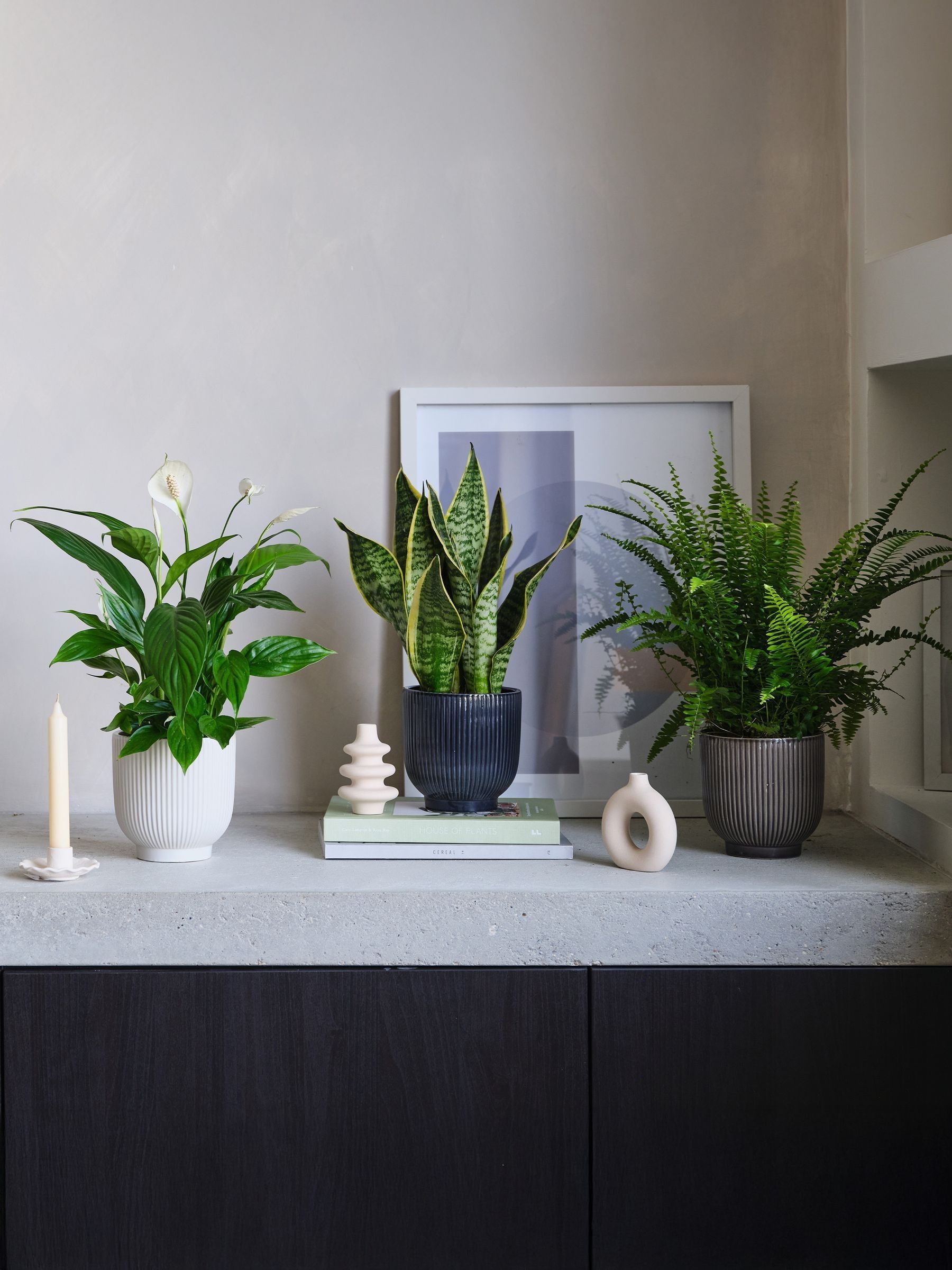 Green Real Air Purifying Bundle in Pots - Image 1 of 4