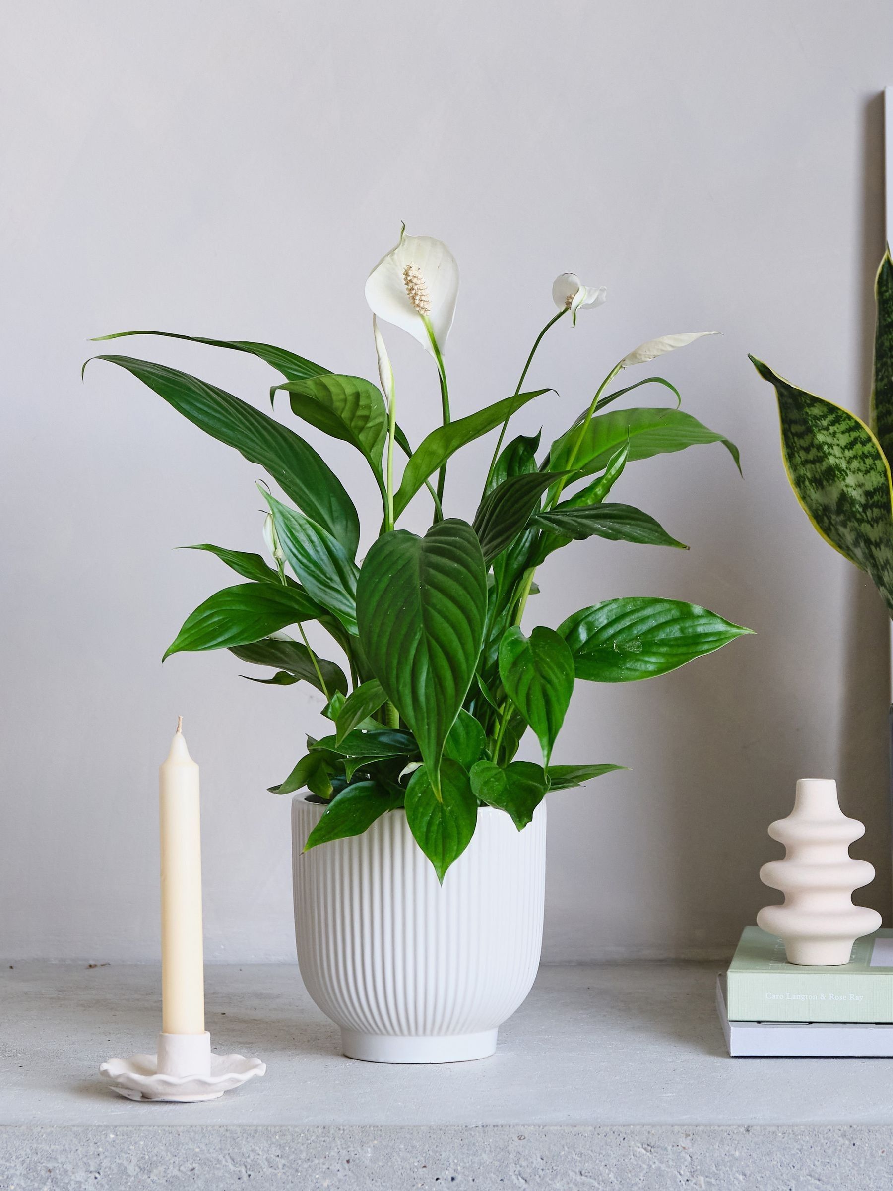 Green Real Air Purifying Bundle in Pots - Image 2 of 4