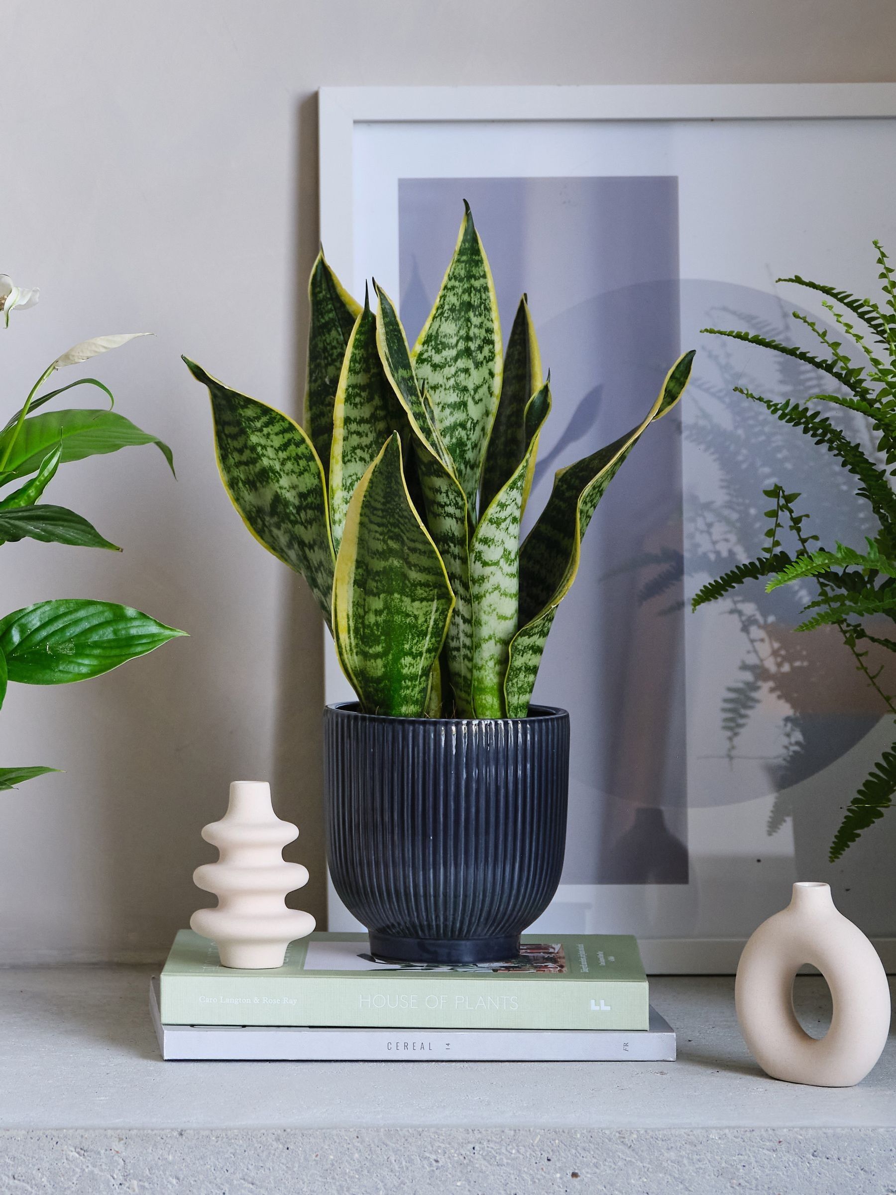 Green Real Air Purifying Bundle in Pots - Image 3 of 4