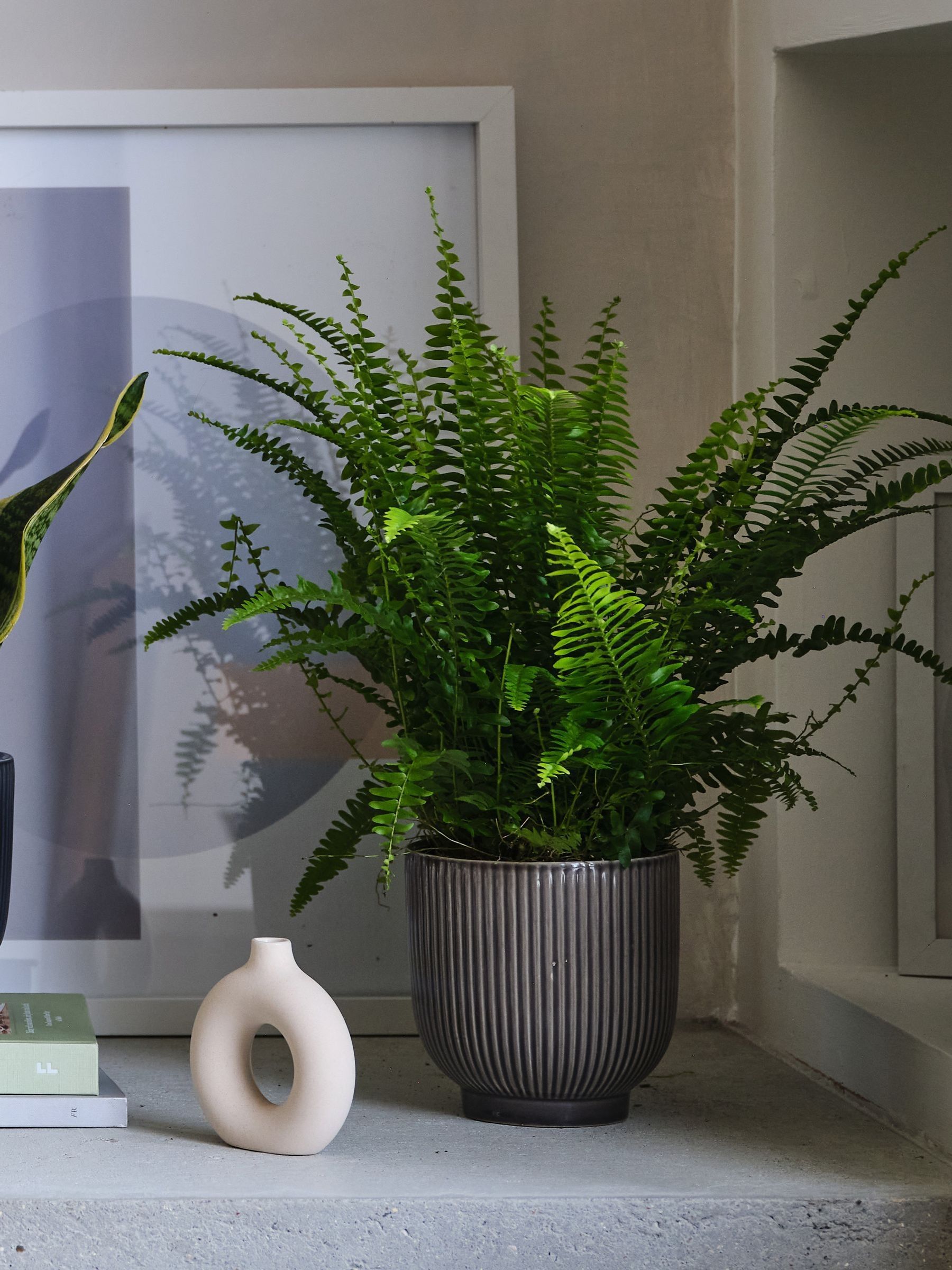 Green Real Air Purifying Bundle in Pots - Image 4 of 4 Green Real Air Purifying Bundle in Pots - Image 4 of 4