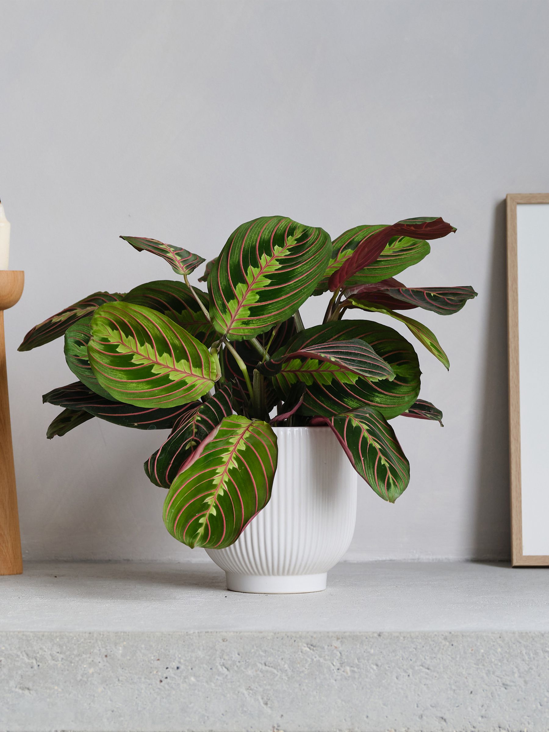 White Real Prayer Plant in Ribbed Pot - Image 1 of 3