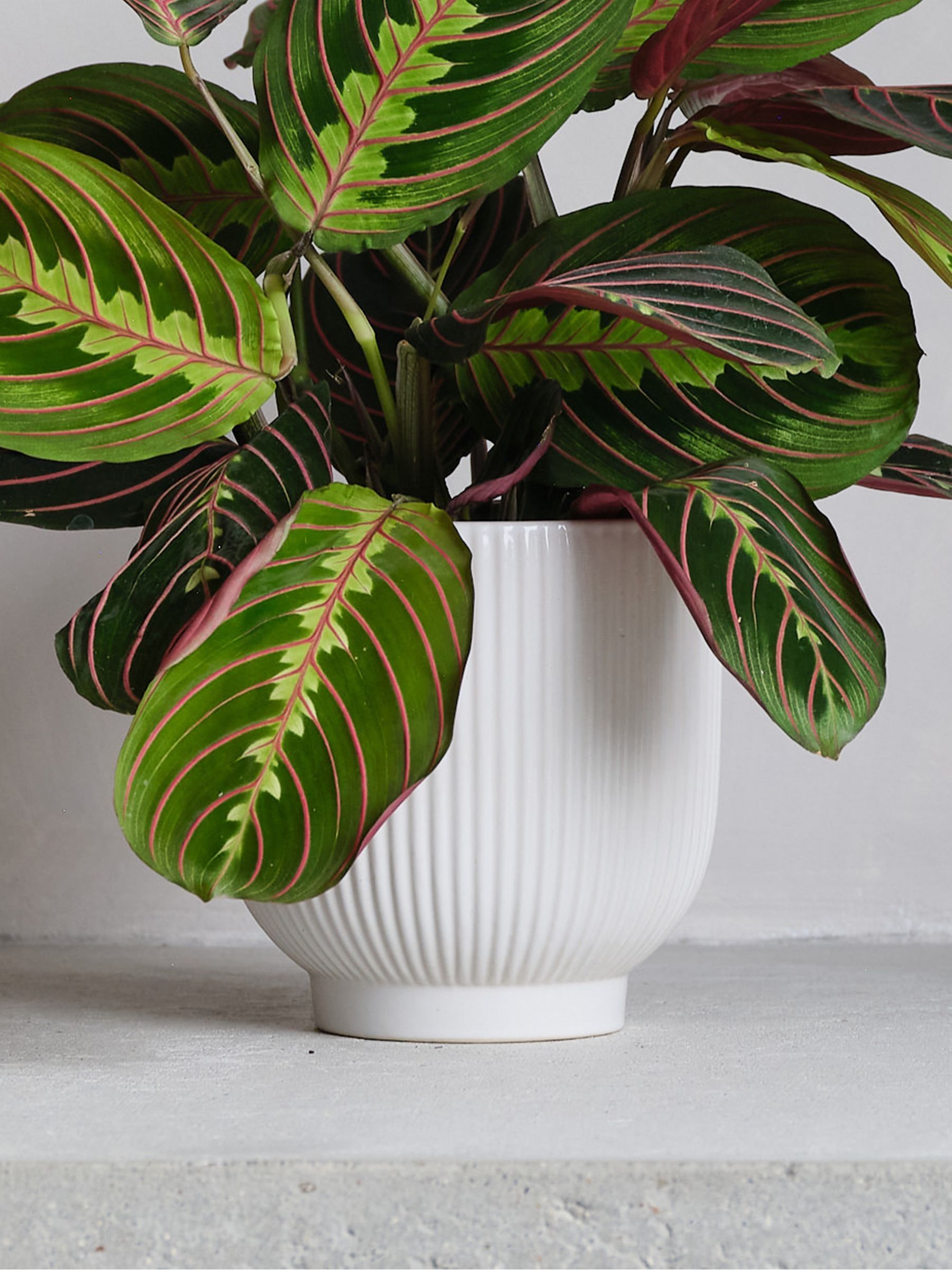 White Real Prayer Plant in Ribbed Pot - Image 2 of 3 White Real Prayer Plant in Ribbed Pot - Image 2 of 3