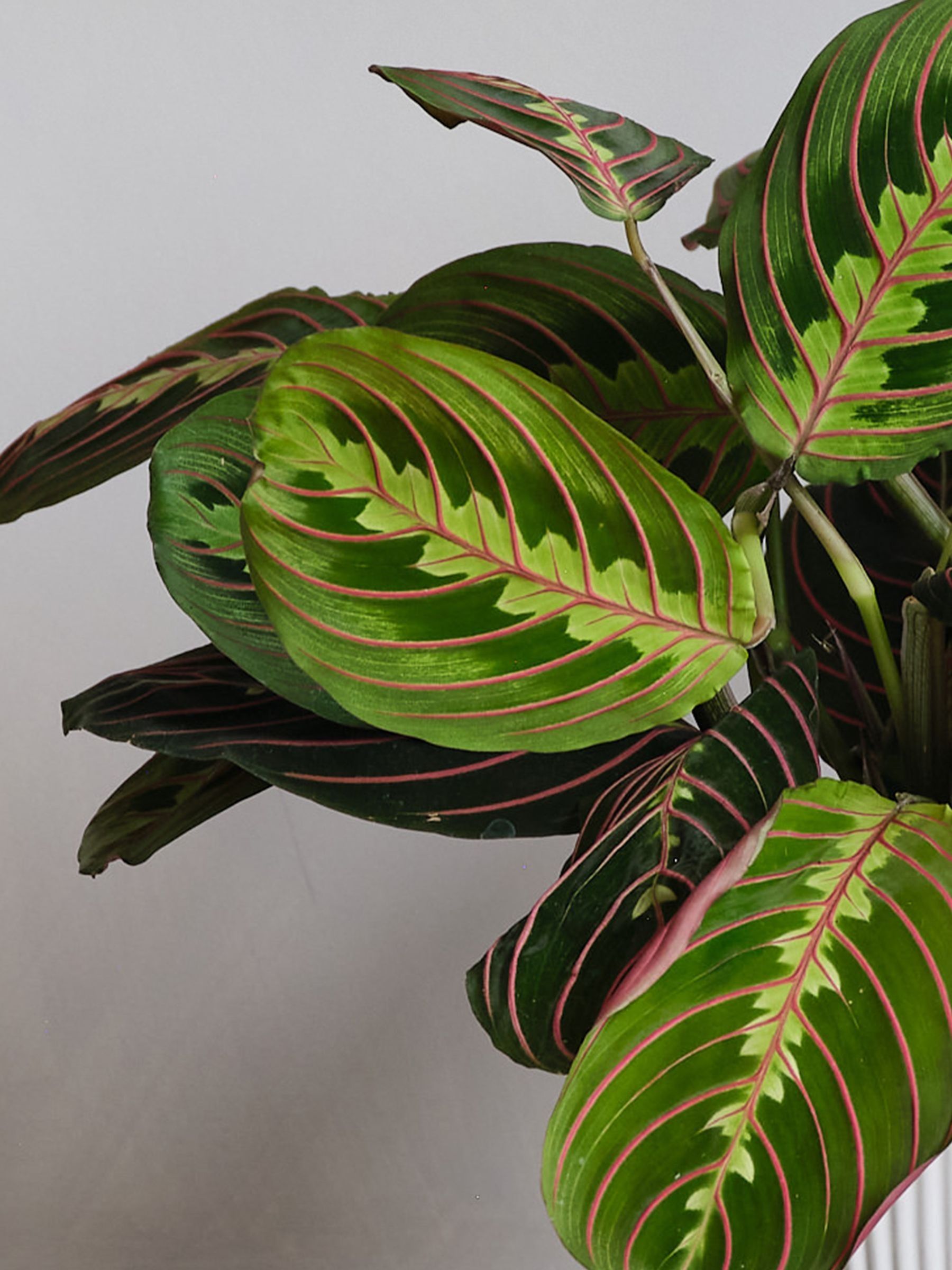 White Real Prayer Plant in Ribbed Pot - Image 3 of 3 White Real Prayer Plant in Ribbed Pot - Image 3 of 3