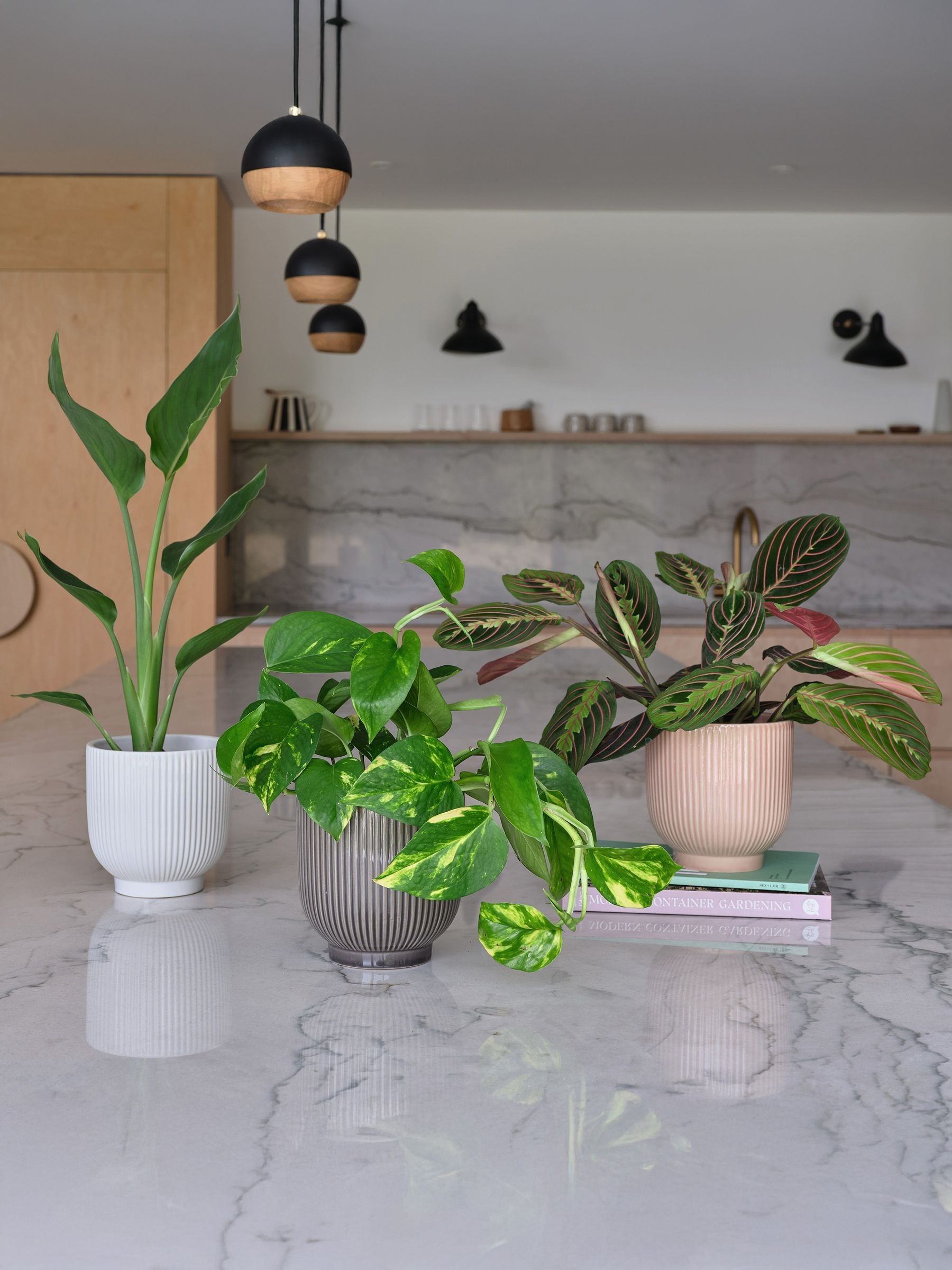 Green Bestseller Bundle With Pots - Image 1 of 4 Green Bestseller Bundle With Pots - Image 1 of 4