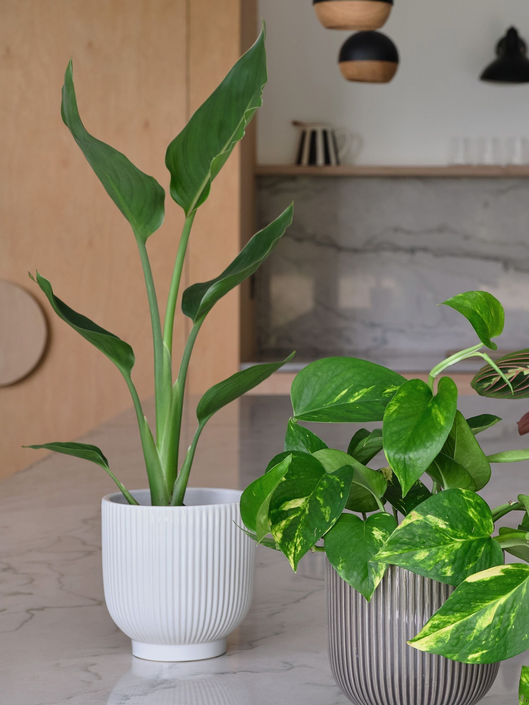 Green Bestseller Bundle With Pots - Image 2 of 4