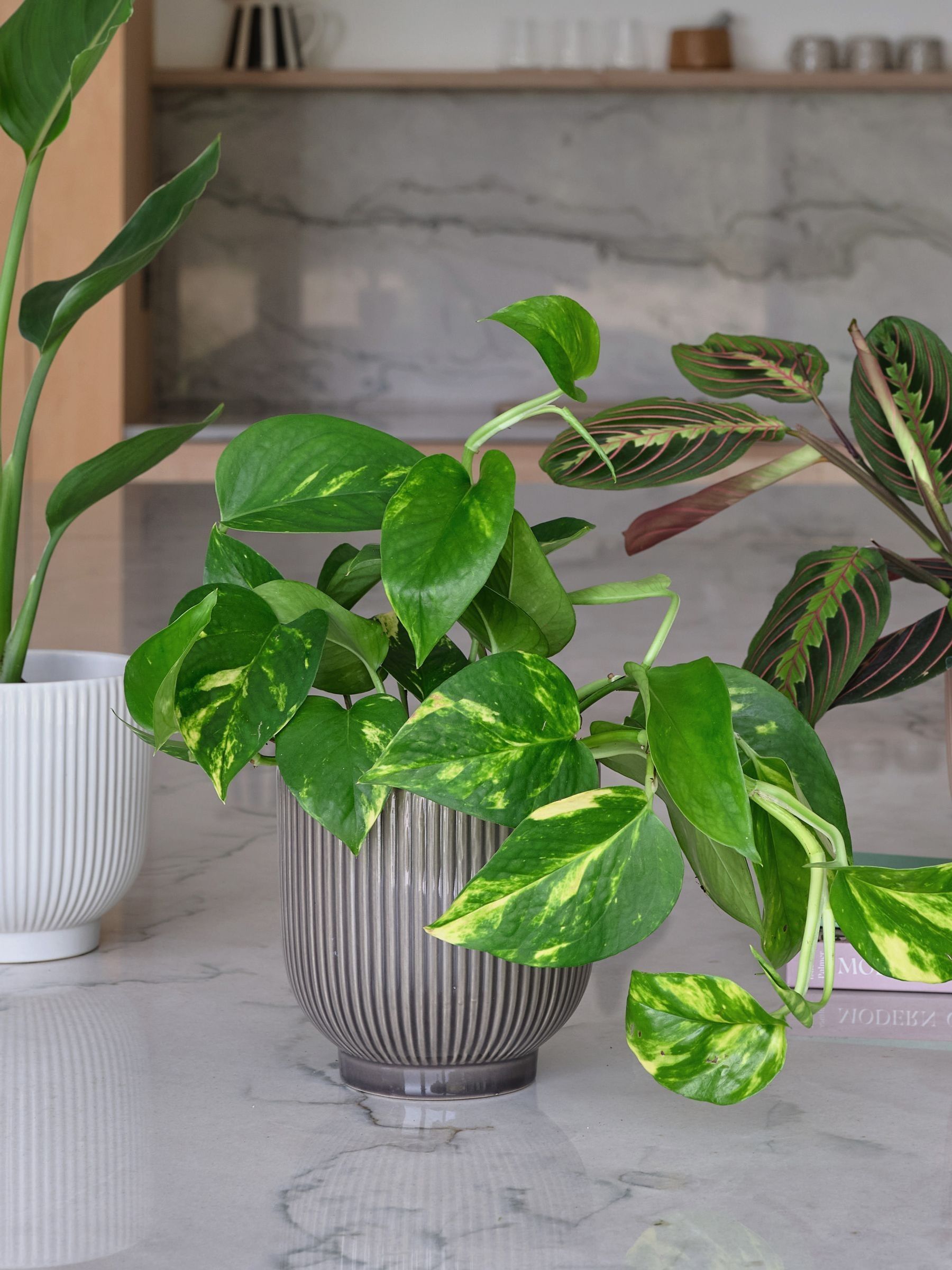 Green Bestseller Bundle With Pots - Image 3 of 4