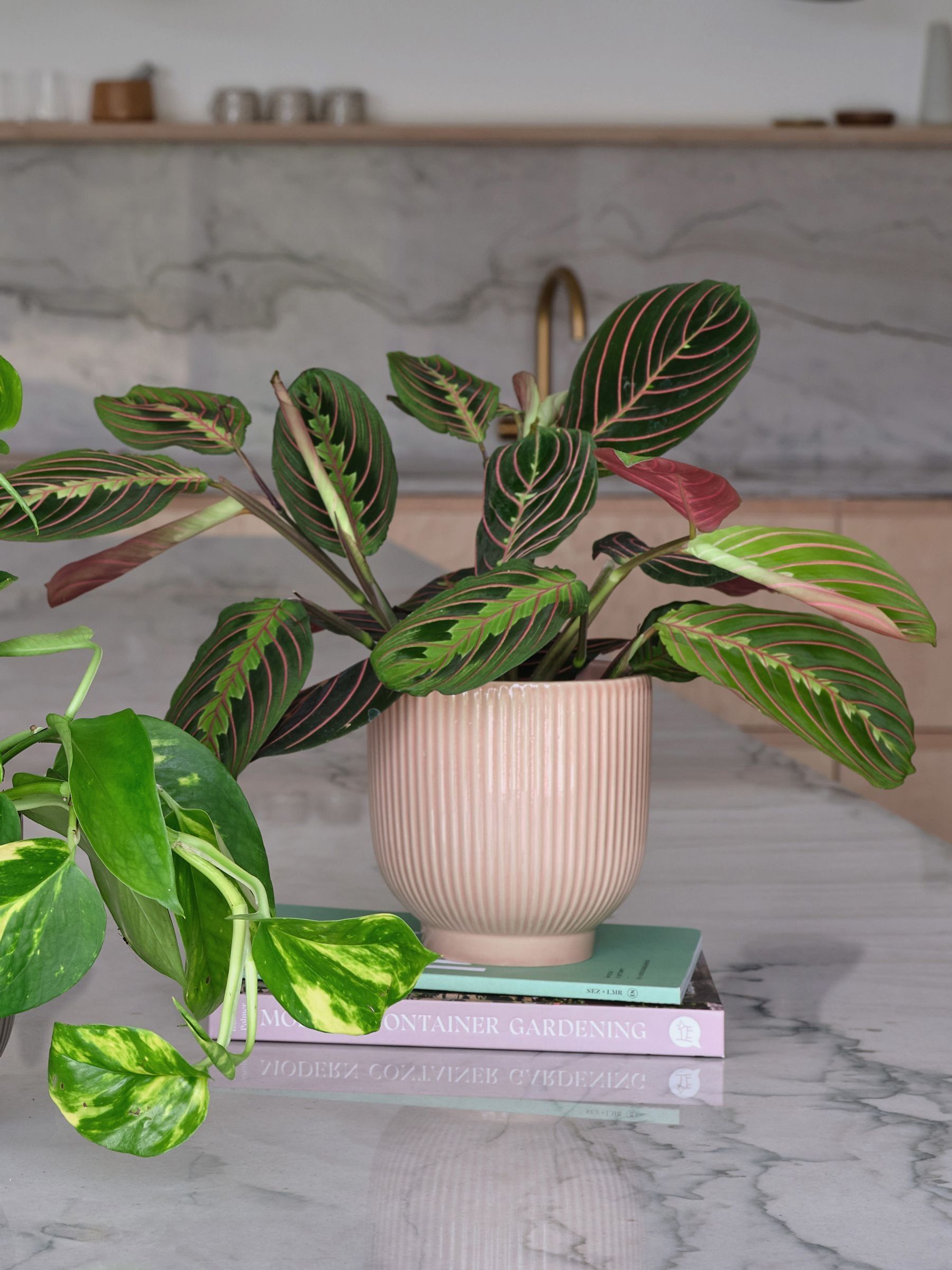 Green Bestseller Bundle With Pots - Image 4 of 4