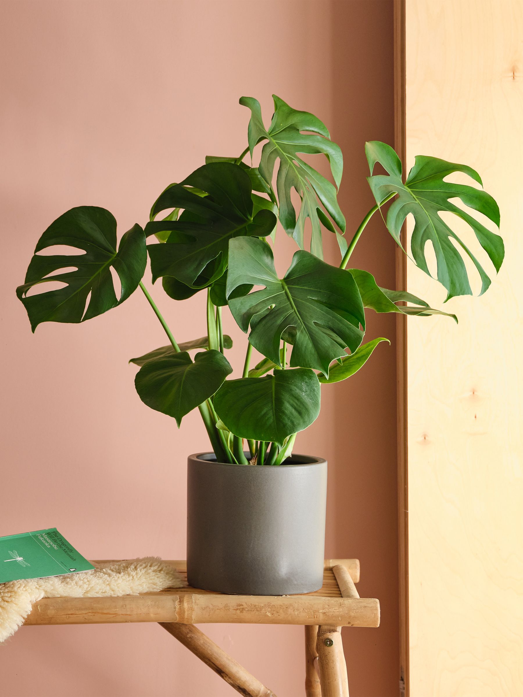 Graphite Real Monstera Swiss Cheese Plant in Earthenware Pot - Image 1 of 3
