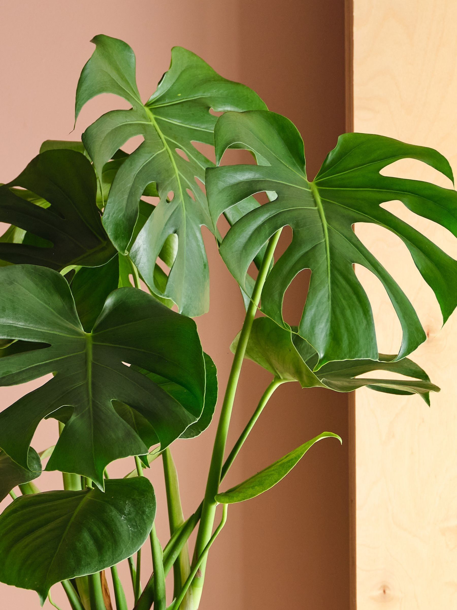 Graphite Real Monstera Swiss Cheese Plant in Earthenware Pot - Image 2 of 3