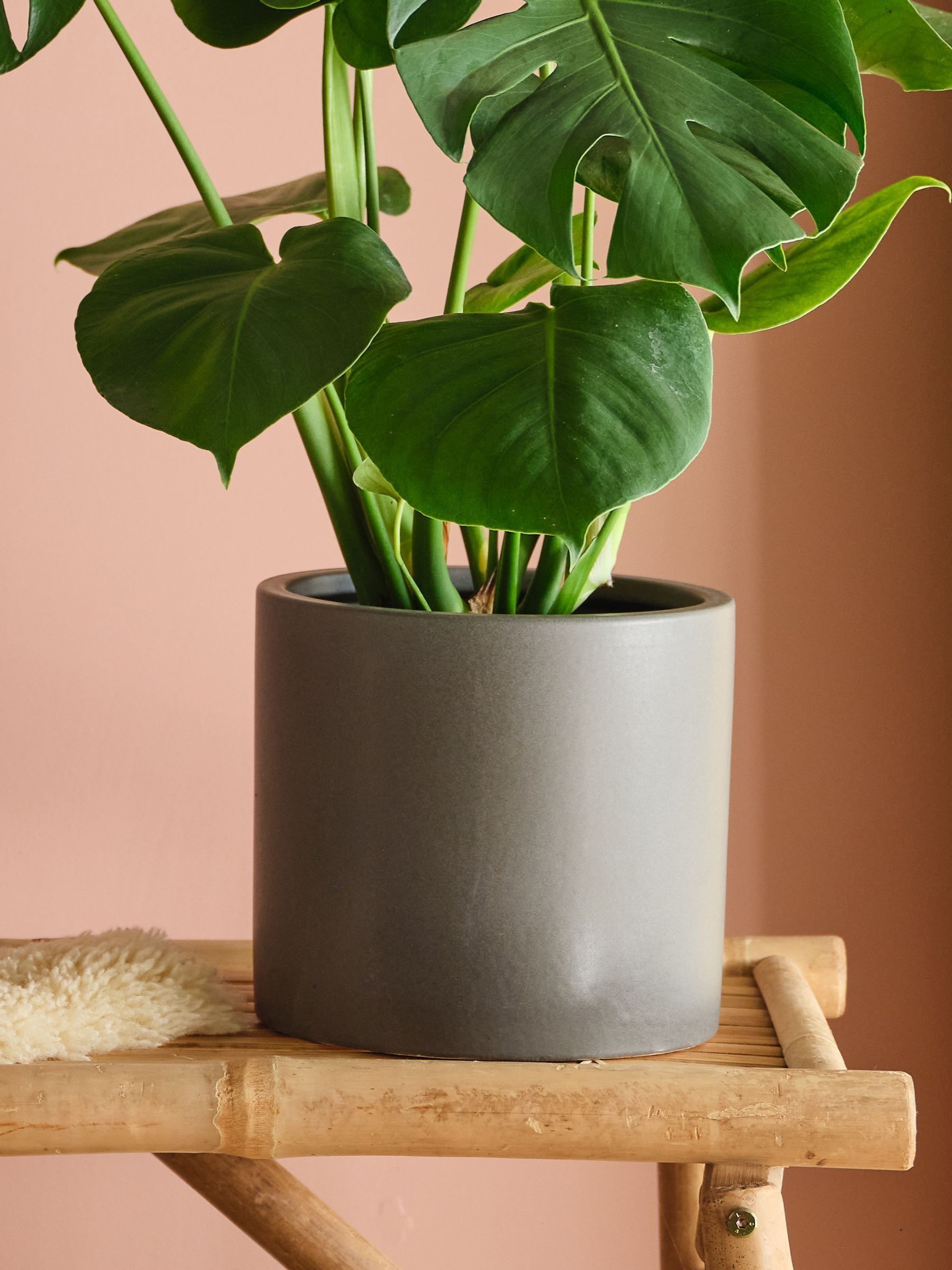 Graphite Real Monstera Swiss Cheese Plant in Earthenware Pot - Image 3 of 3 Graphite Real Monstera Swiss Cheese Plant in Earthenware Pot - Image 3 of 3