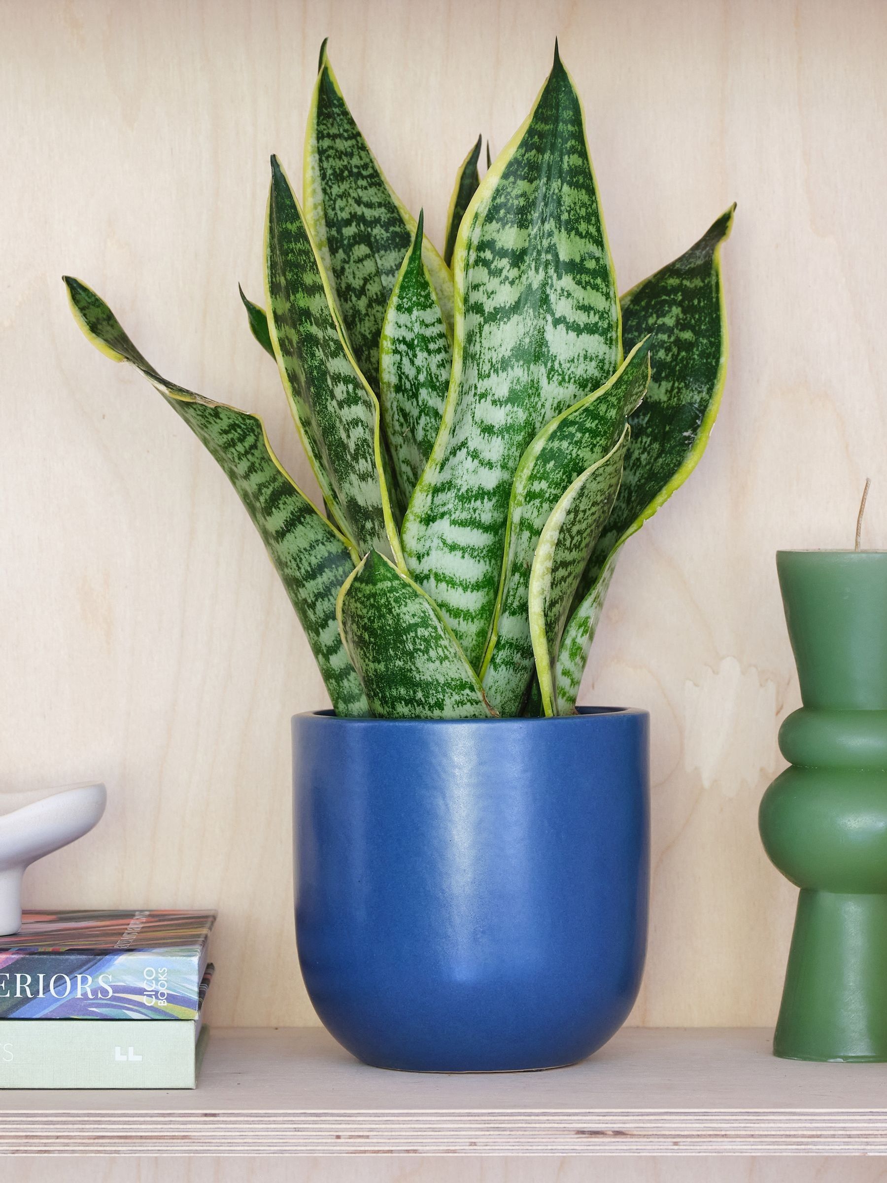 Inky Blue Real Snake Plant in Earthenware Pot Set - Image 1 of 3 Inky Blue Real Snake Plant in Earthenware Pot Set - Image 1 of 3