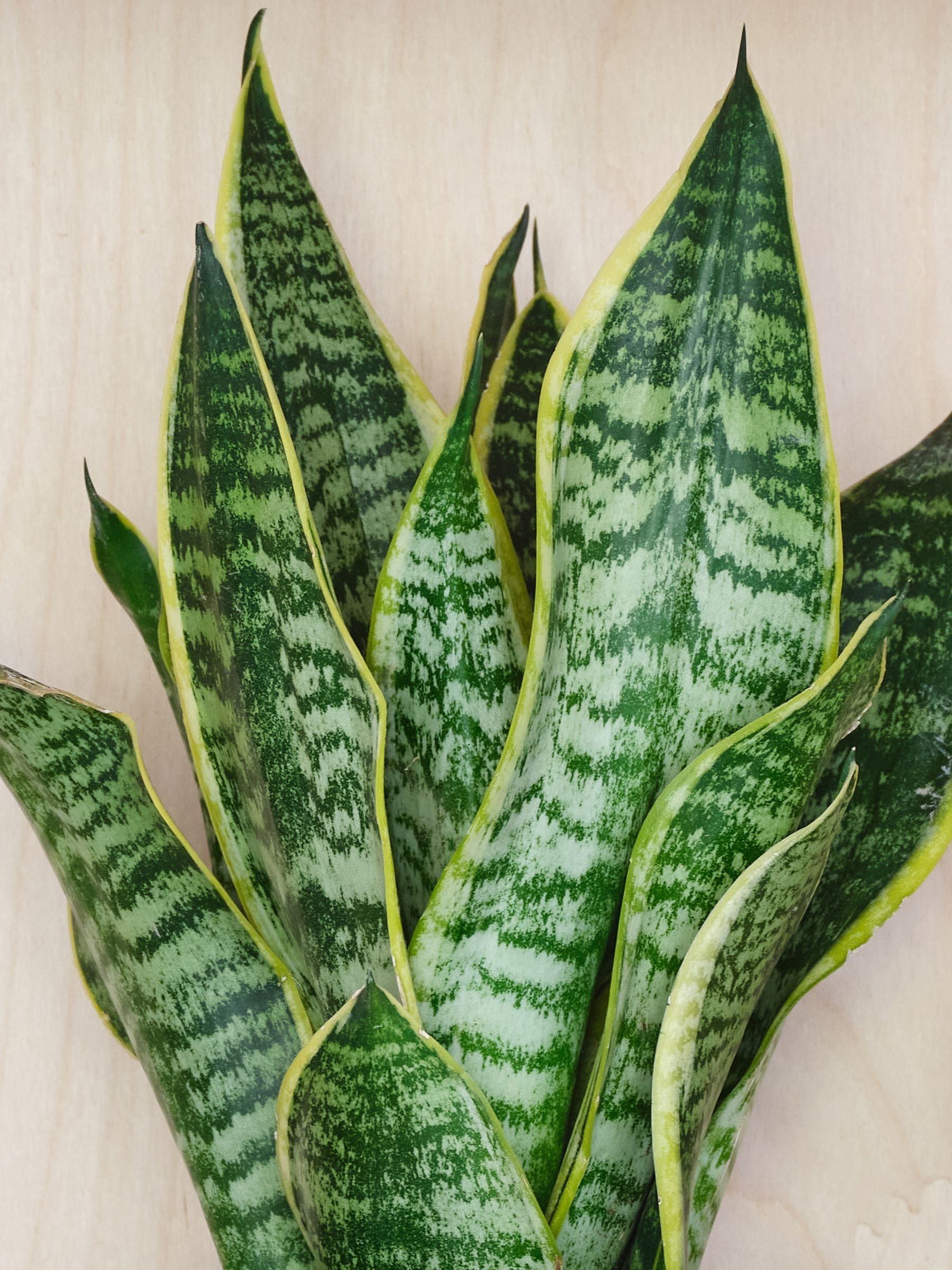 Inky Blue Real Snake Plant in Earthenware Pot Set - Image 2 of 3