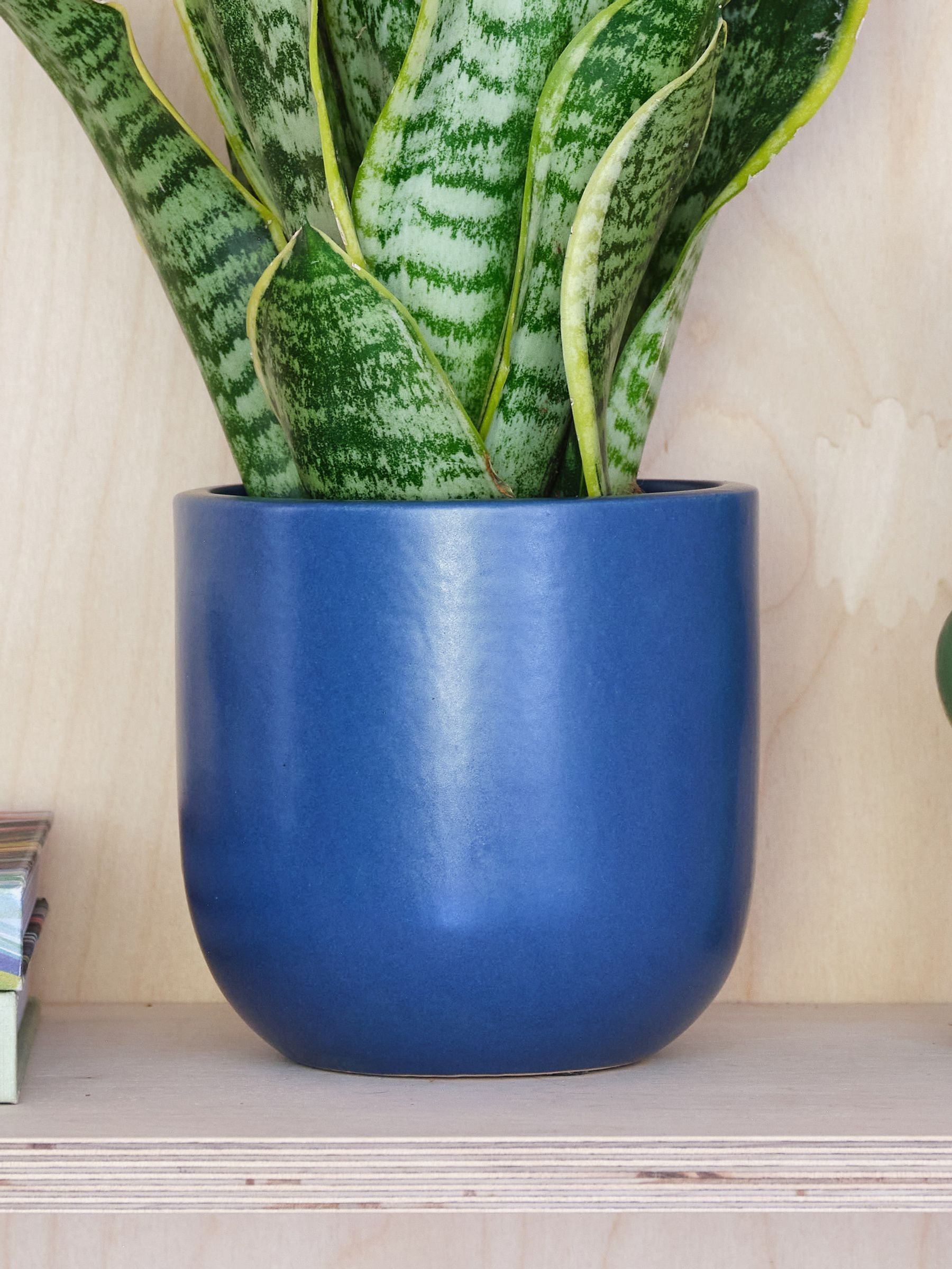 Inky Blue Real Snake Plant in Earthenware Pot Set - Image 3 of 3