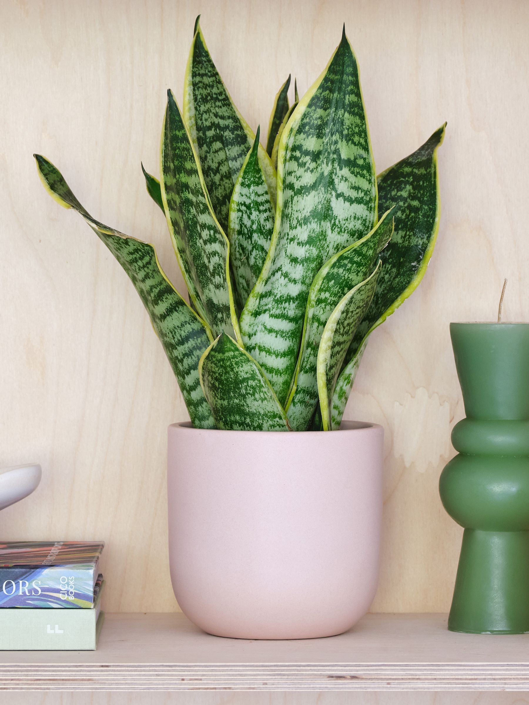 Pink Clay Real Snake Plant in Earthenware Pot Set - Image 1 of 3 Pink Clay Real Snake Plant in Earthenware Pot Set - Image 1 of 3