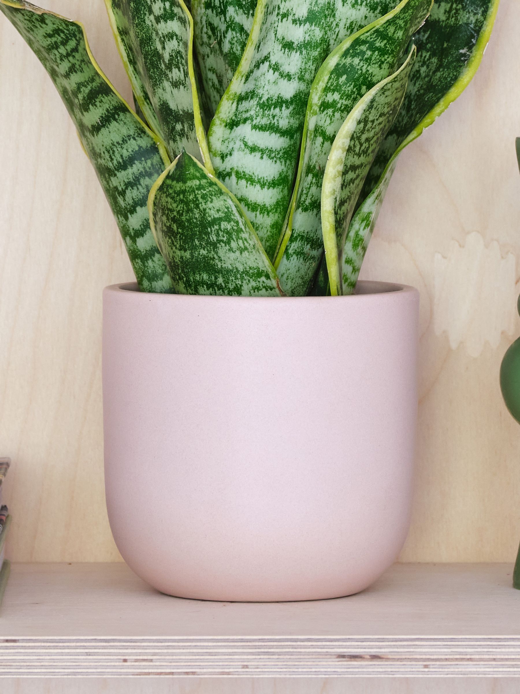 Pink Clay Real Snake Plant in Earthenware Pot Set - Image 3 of 3 Pink Clay Real Snake Plant in Earthenware Pot Set - Image 3 of 3