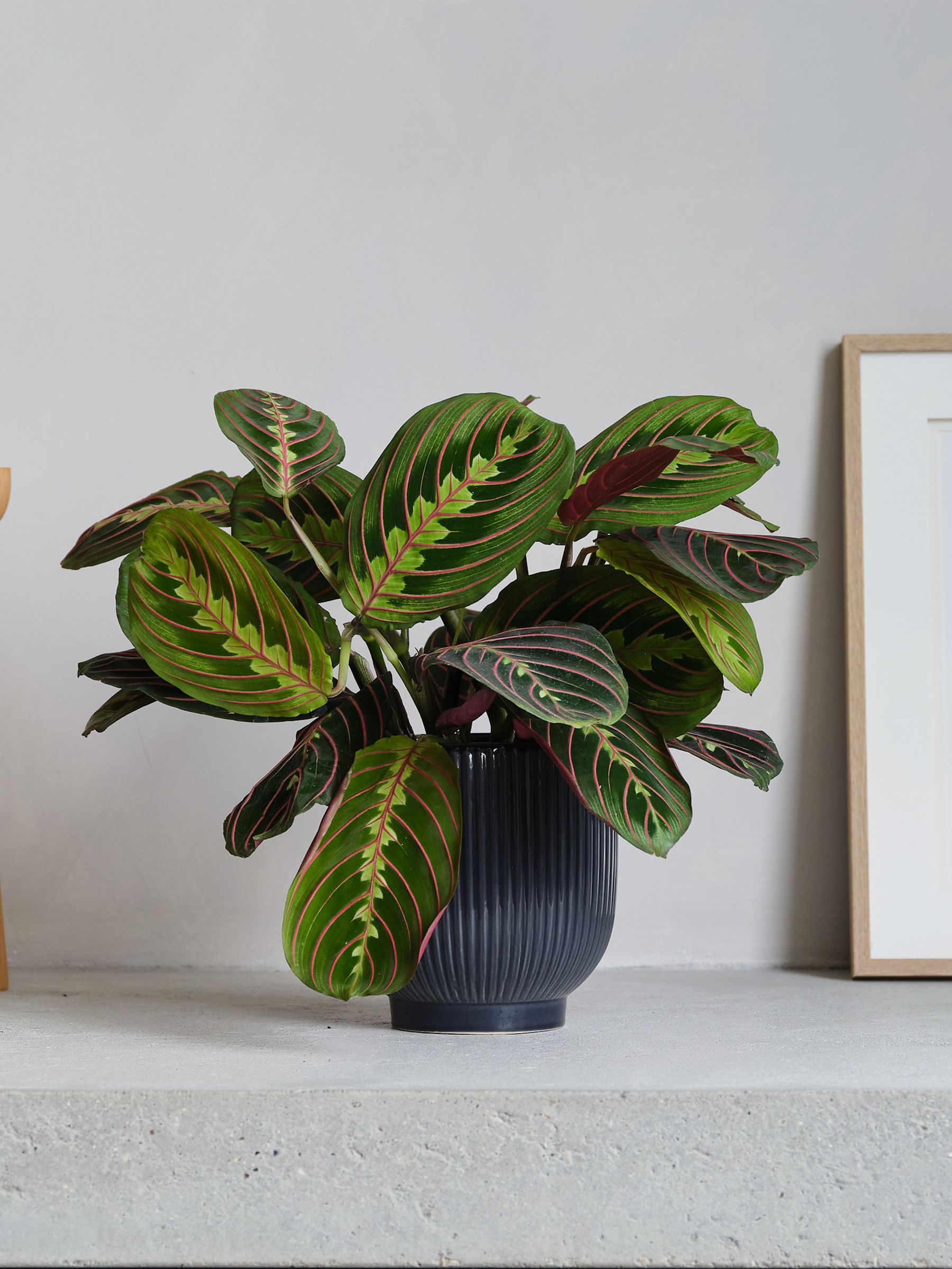 Navy Real Prayer Plant in Ribbed Pot - Image 1 of 3