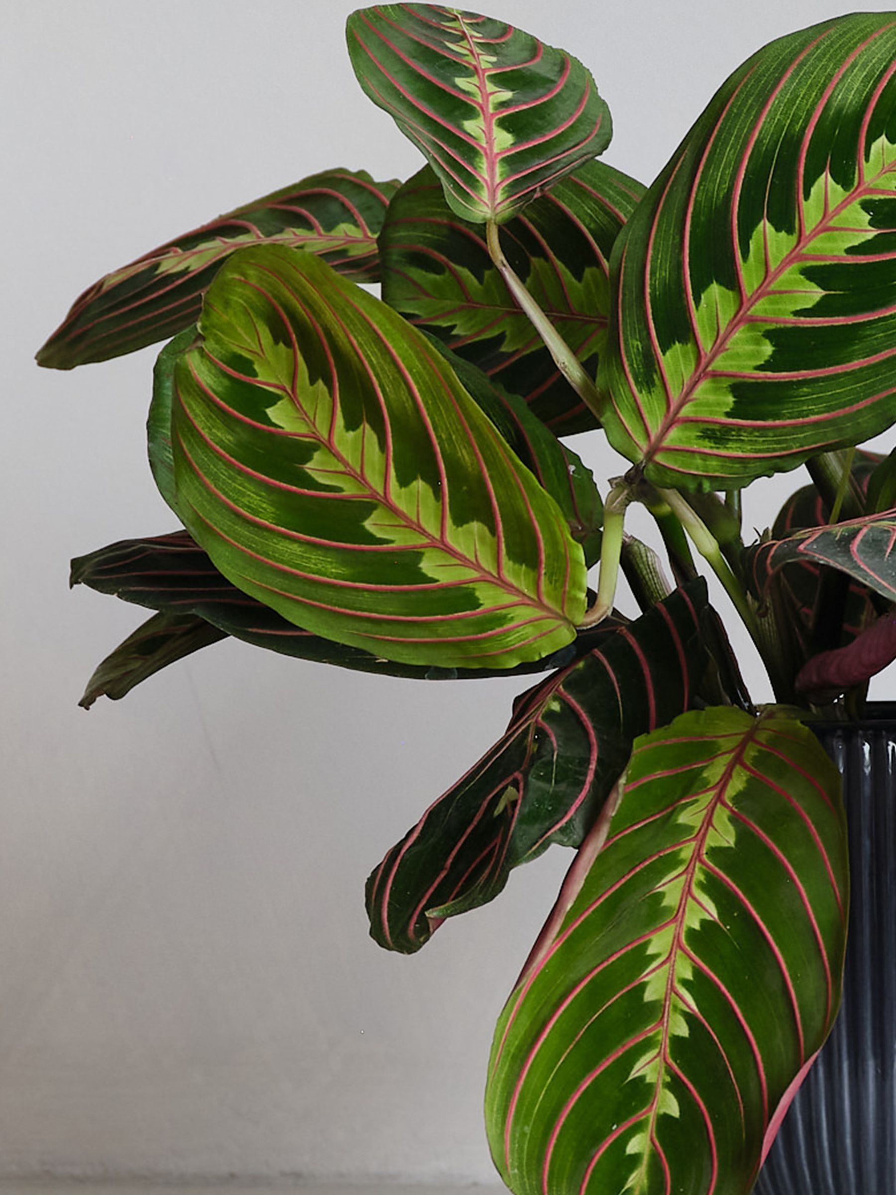 Navy Real Prayer Plant in Ribbed Pot - Image 2 of 3
