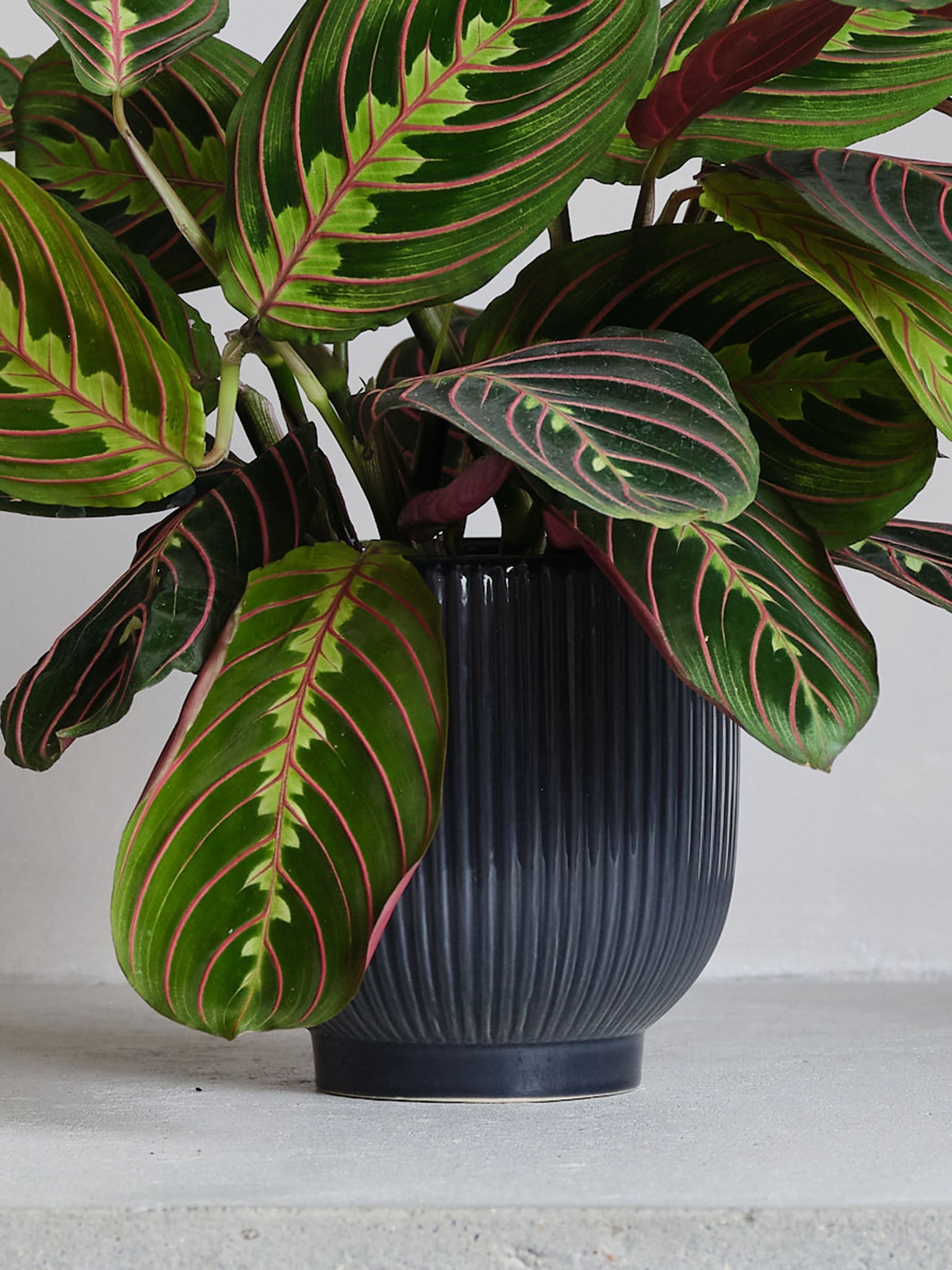 Navy Real Prayer Plant in Ribbed Pot - Image 3 of 3