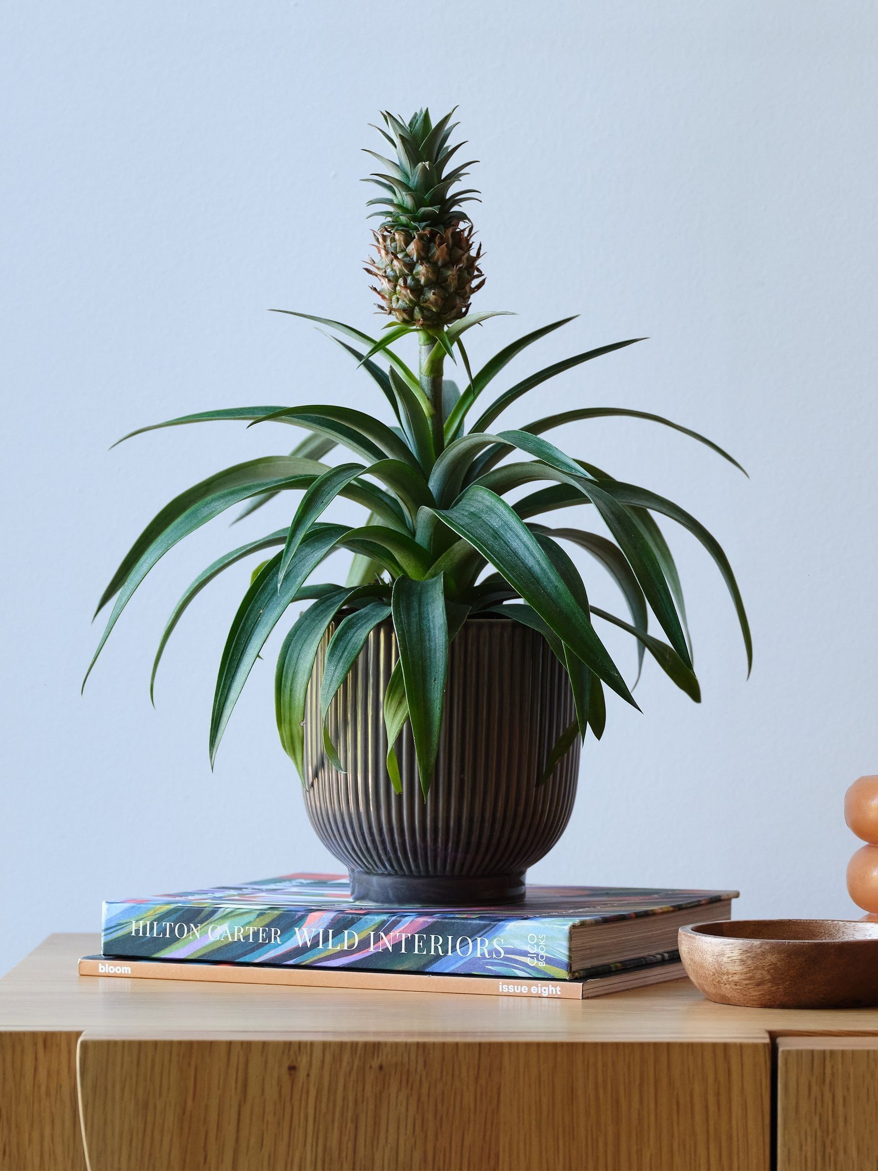Beards & Daisies Grey Real Pineapple Plant in Ribbed Pot - Image 1 of 4 Beards & Daisies Grey Real Pineapple Plant in Ribbed Pot - Image 1 of 4
