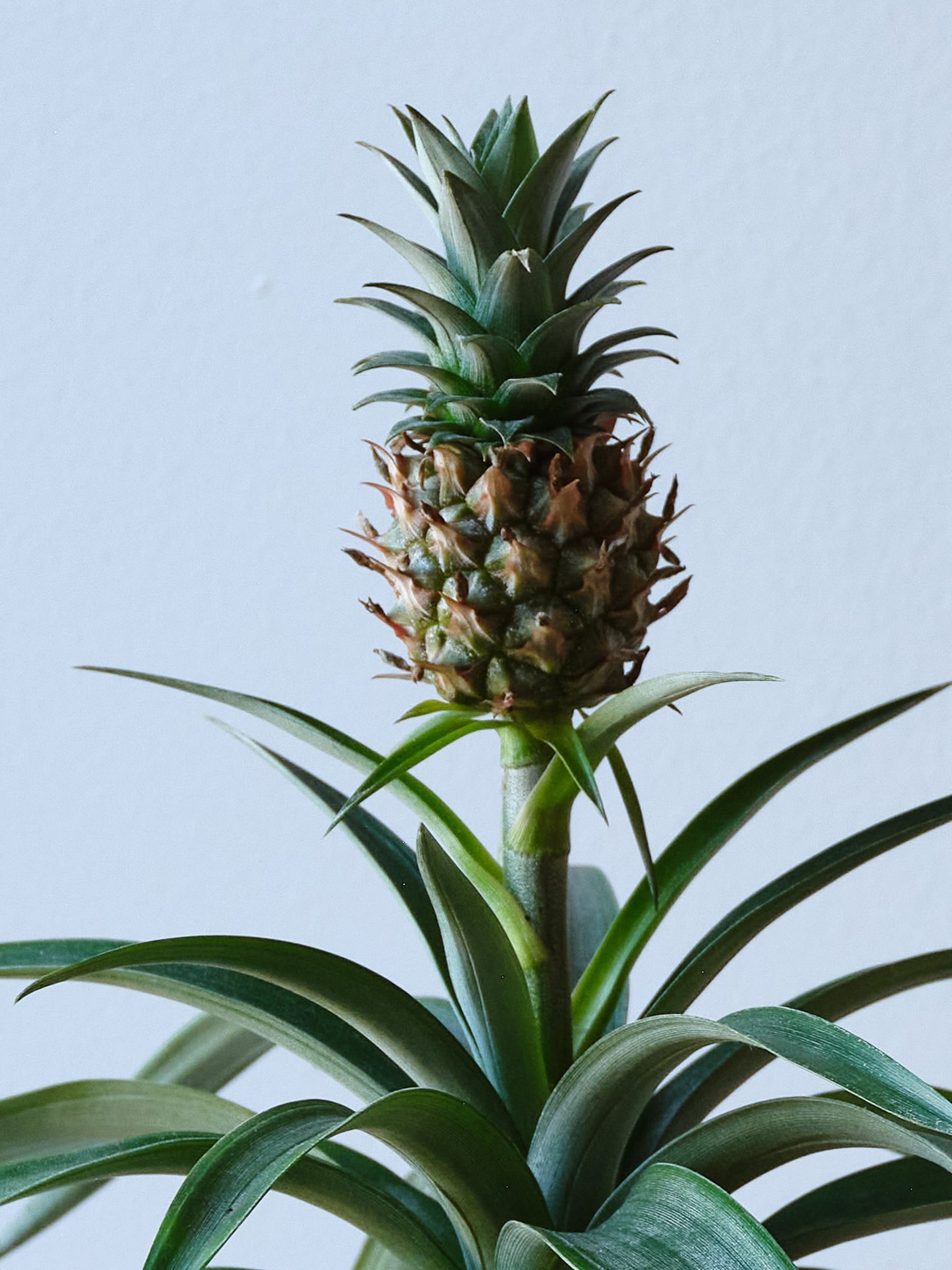 Beards & Daisies Grey Real Pineapple Plant in Ribbed Pot - Image 2 of 4