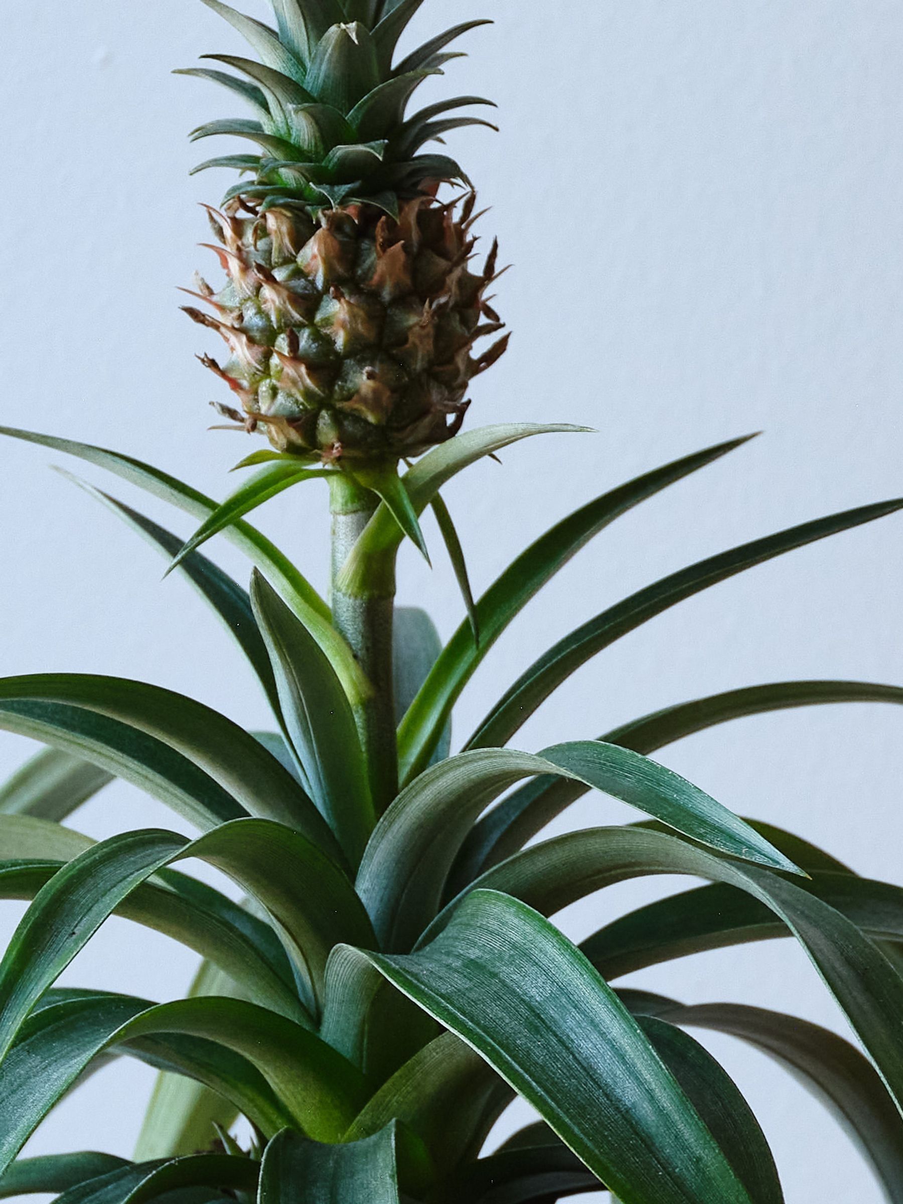 Beards & Daisies Grey Real Pineapple Plant in Ribbed Pot - Image 3 of 4