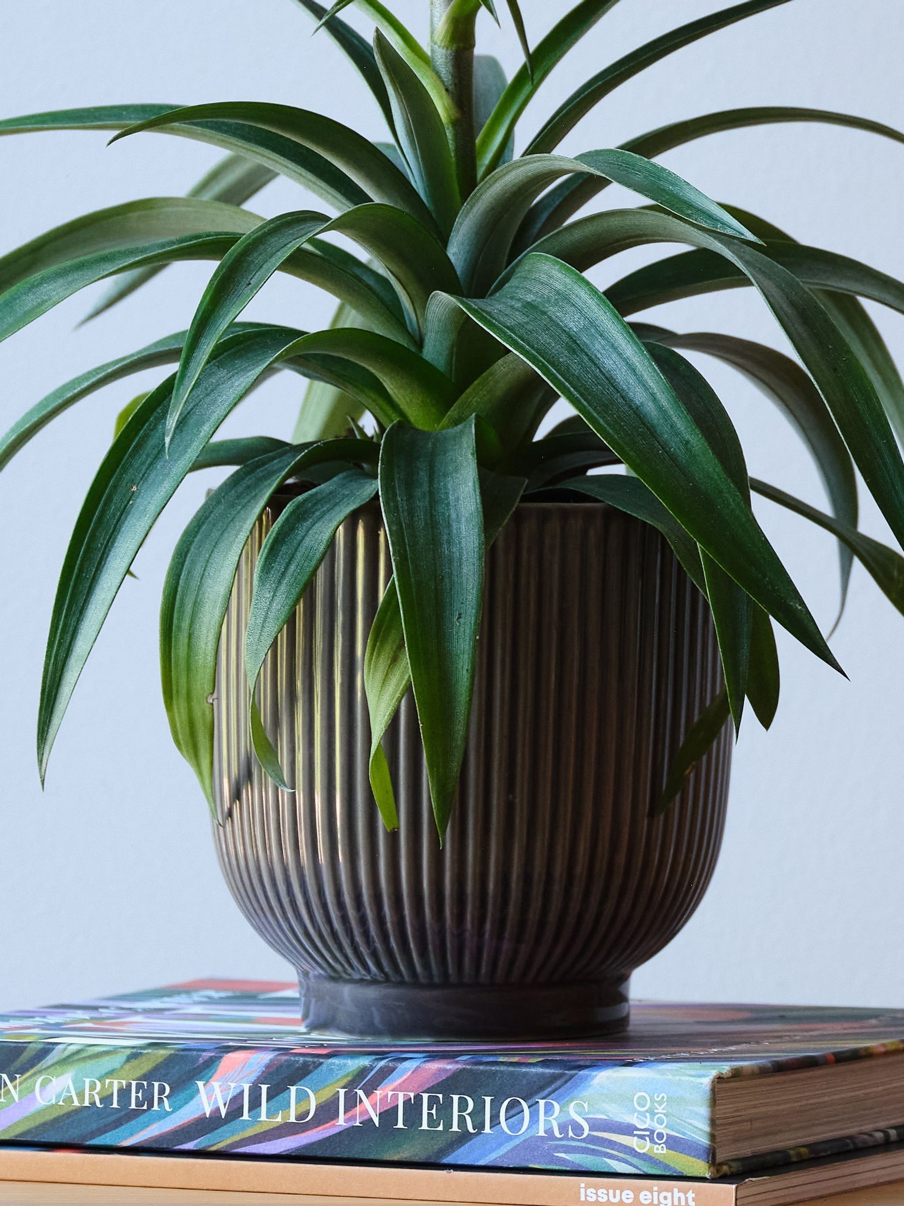 Beards & Daisies Grey Real Pineapple Plant in Ribbed Pot - Image 4 of 4 Beards & Daisies Grey Real Pineapple Plant in Ribbed Pot - Image 4 of 4