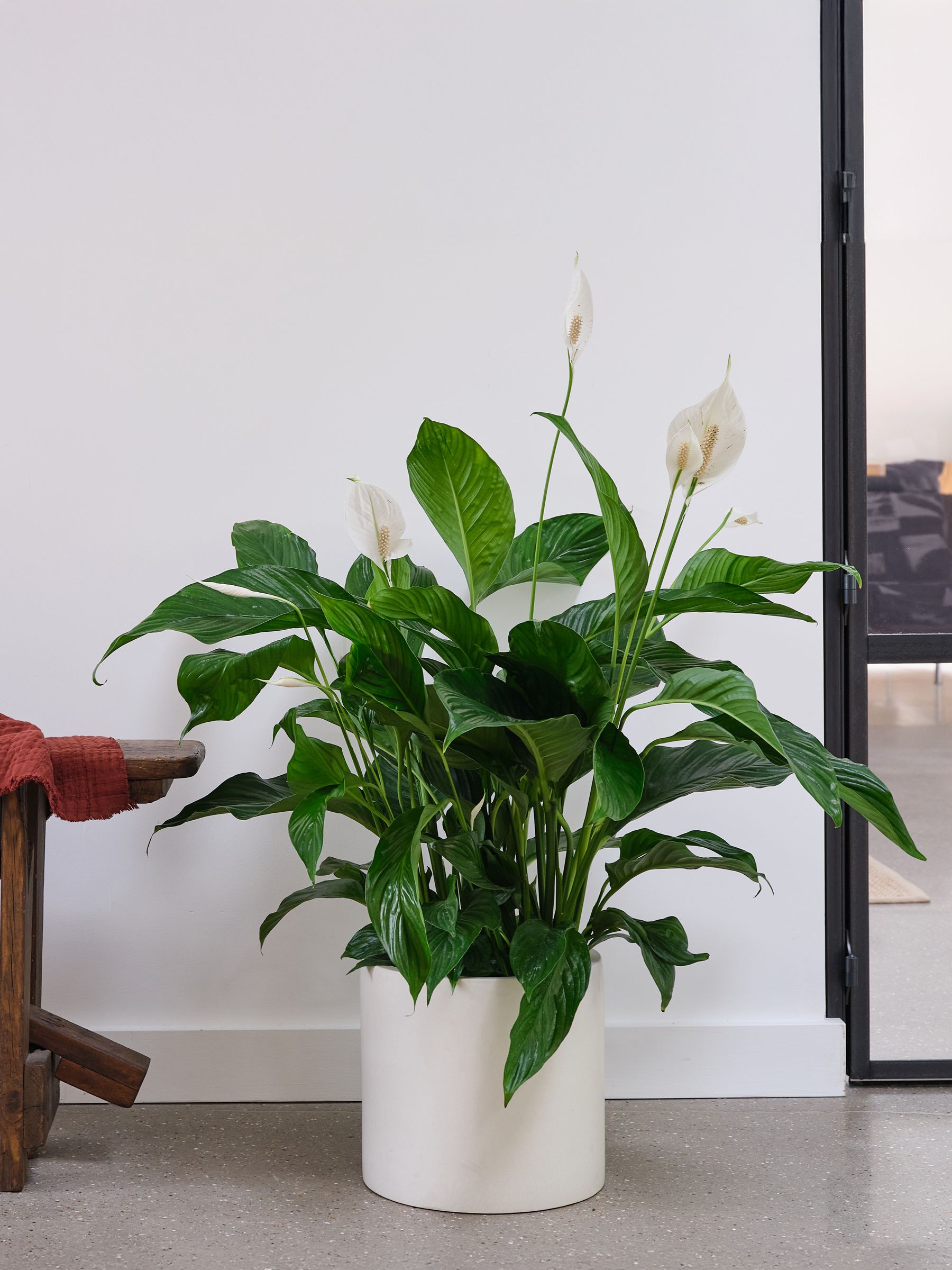 Oyster Real Peace Lily Plant in Earthenware Pot - Image 1 of 3