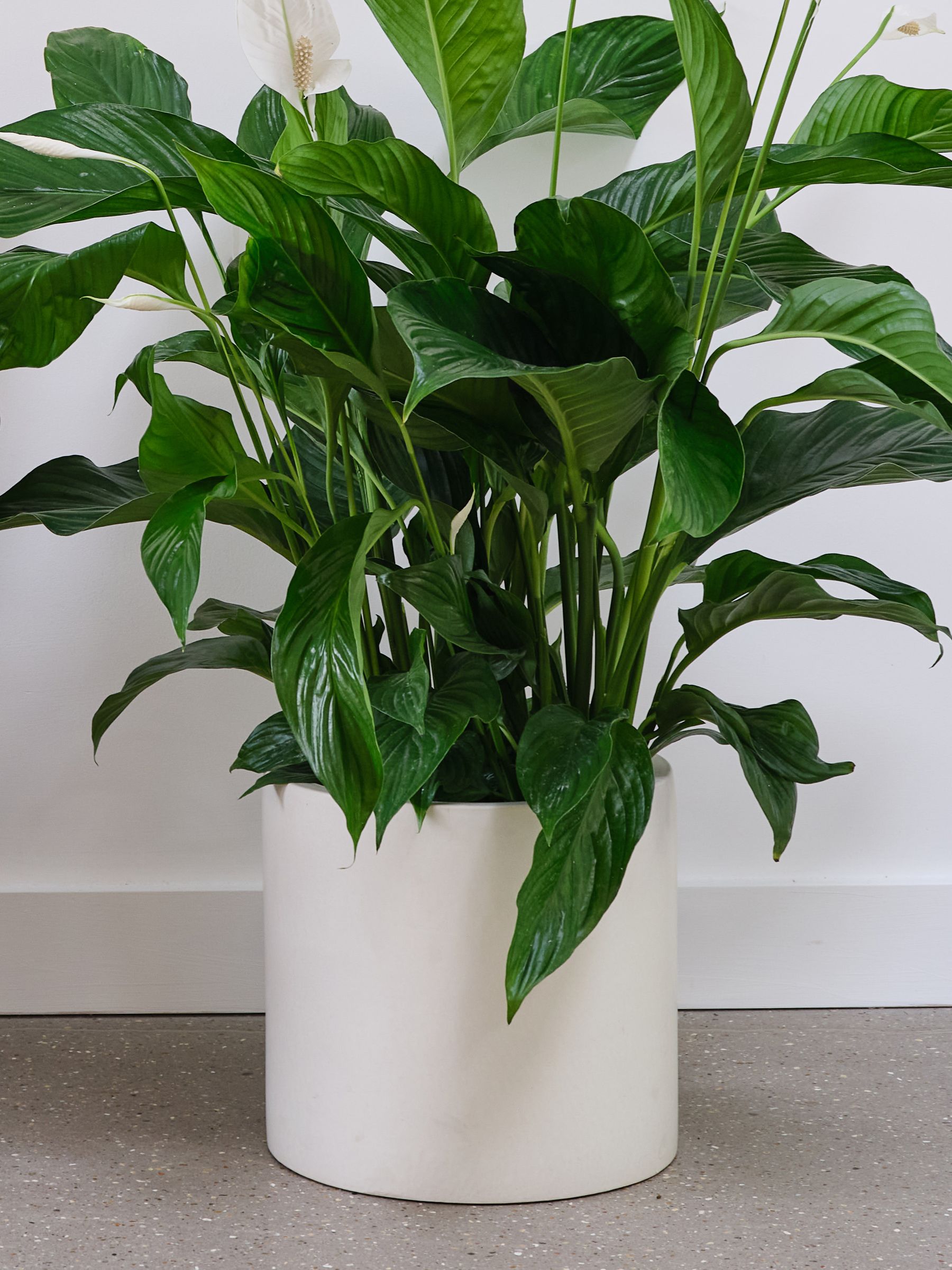 Oyster Real Peace Lily Plant in Earthenware Pot - Image 2 of 3 Oyster Real Peace Lily Plant in Earthenware Pot - Image 2 of 3
