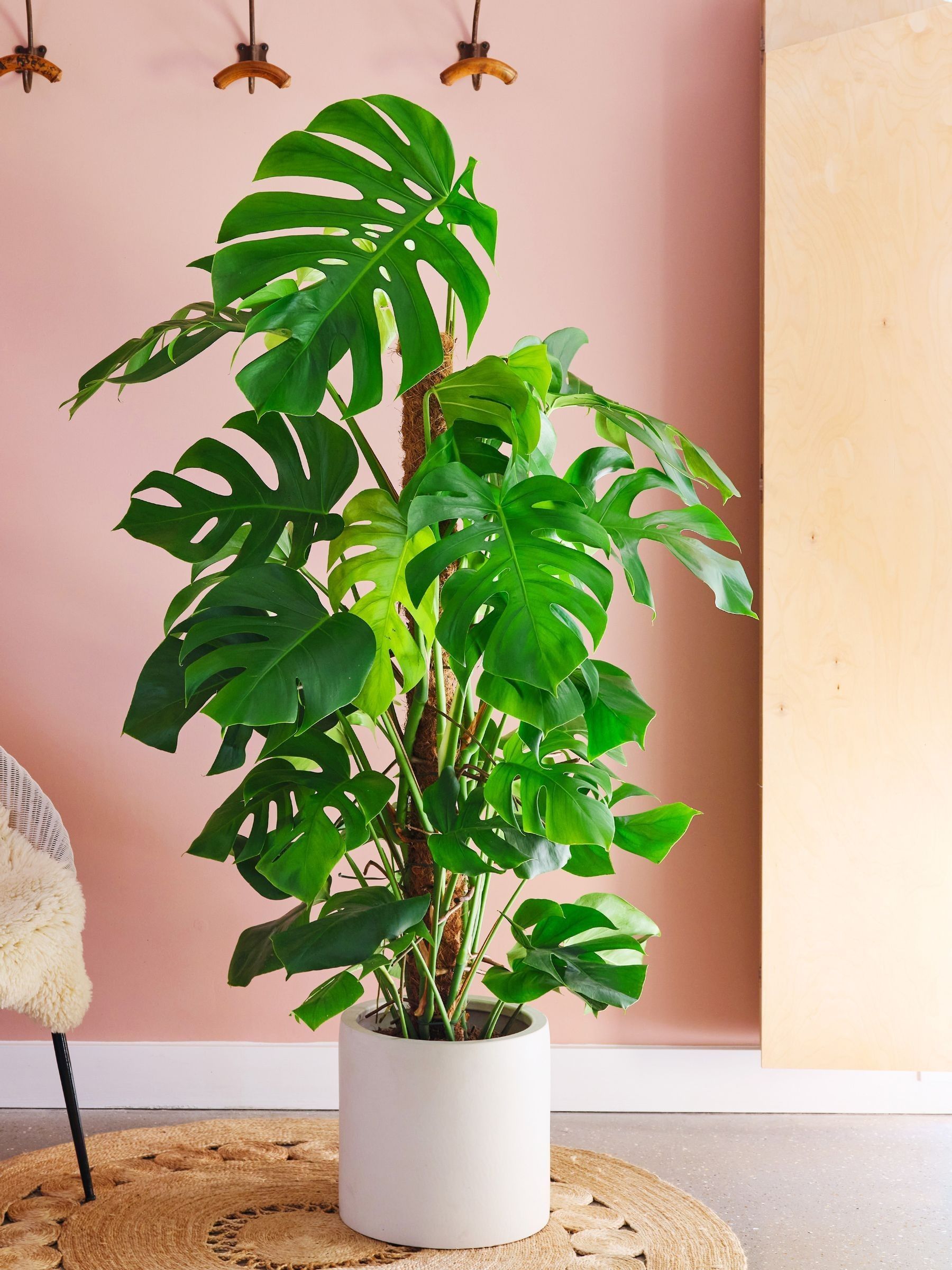 Oyster Real Monstera Swiss Cheese Moss Pole Plant in Earthenware Pot - Image 1 of 3 Oyster Real Monstera Swiss Cheese Moss Pole Plant in Earthenware Pot - Image 1 of 3