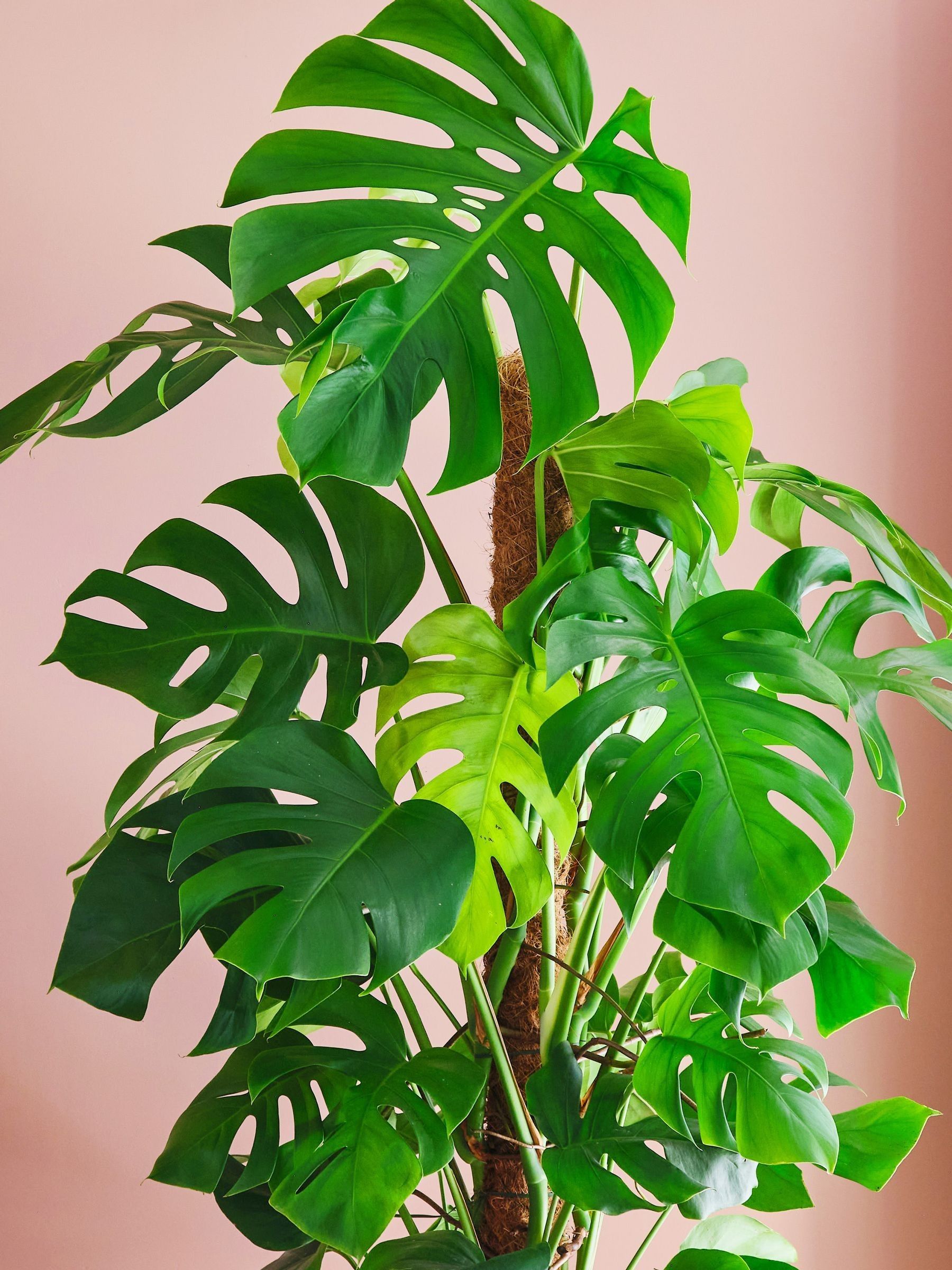 Oyster Real Monstera Swiss Cheese Moss Pole Plant in Earthenware Pot - Image 2 of 3 Oyster Real Monstera Swiss Cheese Moss Pole Plant in Earthenware Pot - Image 2 of 3