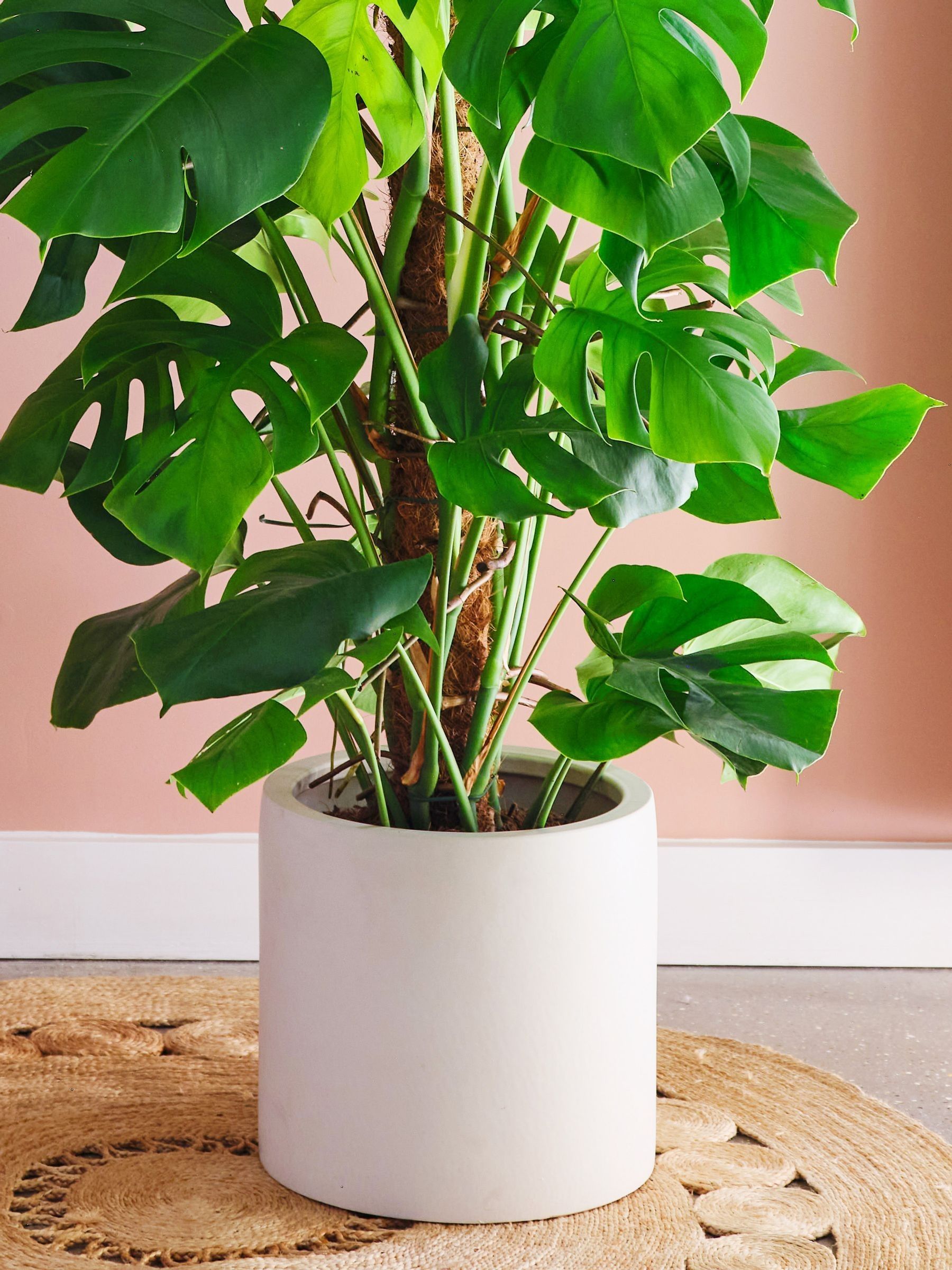 Oyster Real Monstera Swiss Cheese Moss Pole Plant in Earthenware Pot - Image 3 of 3 Oyster Real Monstera Swiss Cheese Moss Pole Plant in Earthenware Pot - Image 3 of 3