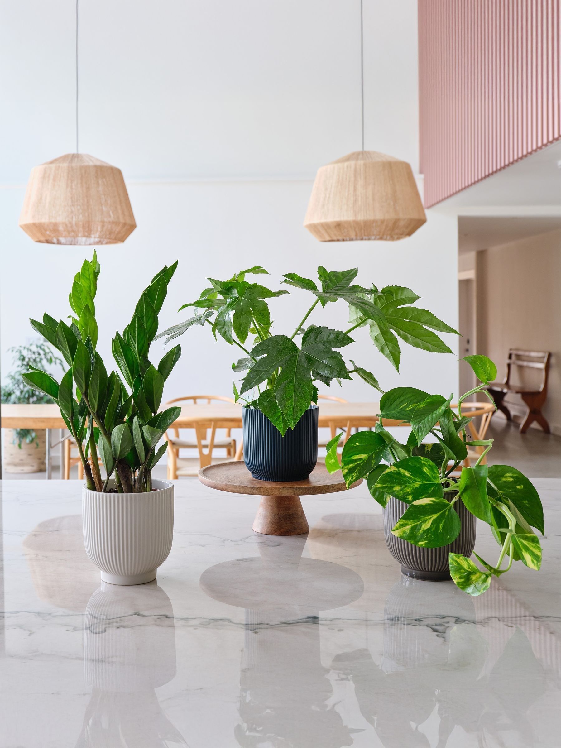 Green New Real Plant Parent in Pots - Image 1 of 4