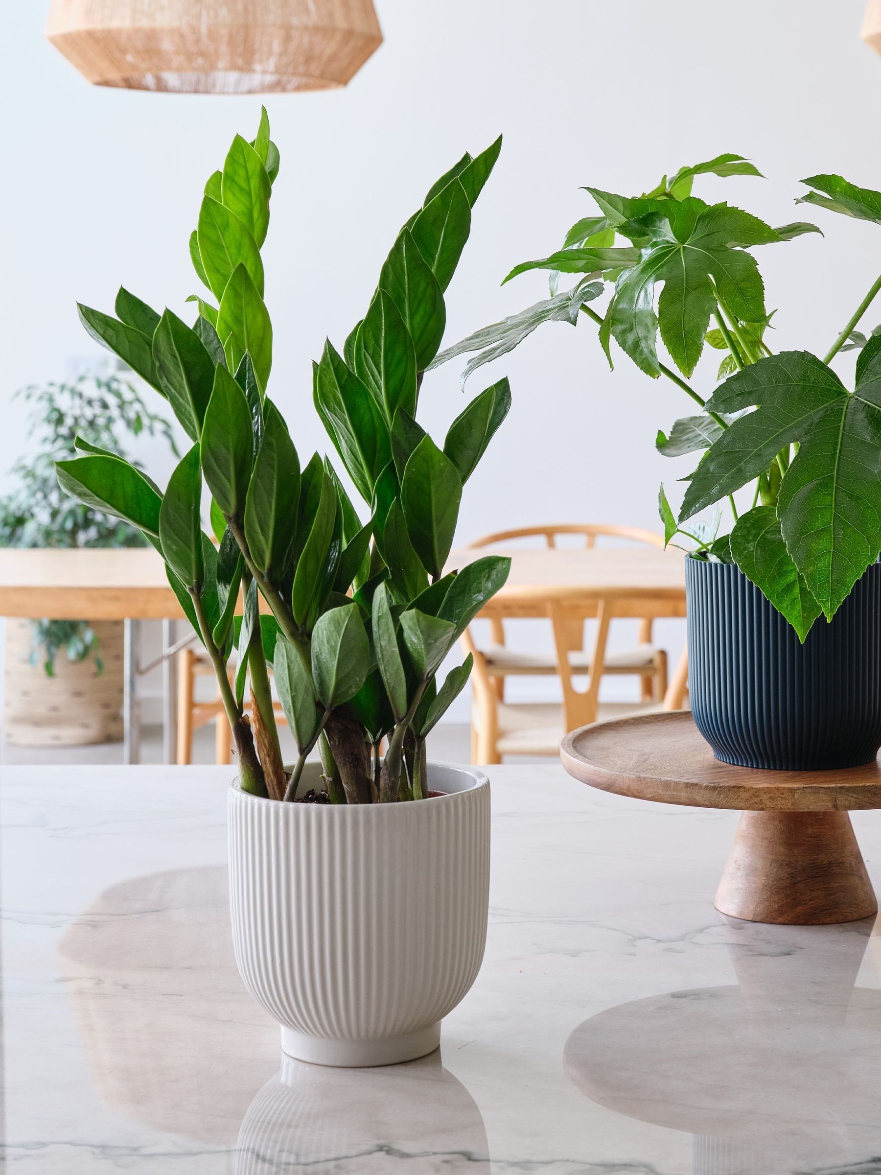 Green New Real Plant Parent in Pots - Image 2 of 4