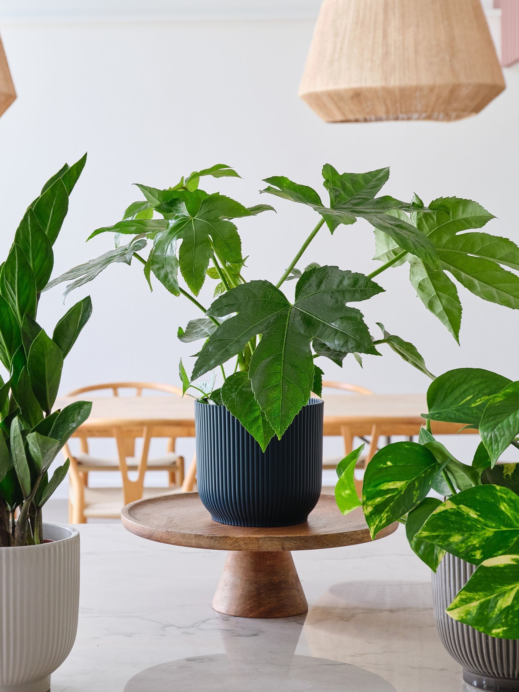 Green New Real Plant Parent in Pots - Image 3 of 4