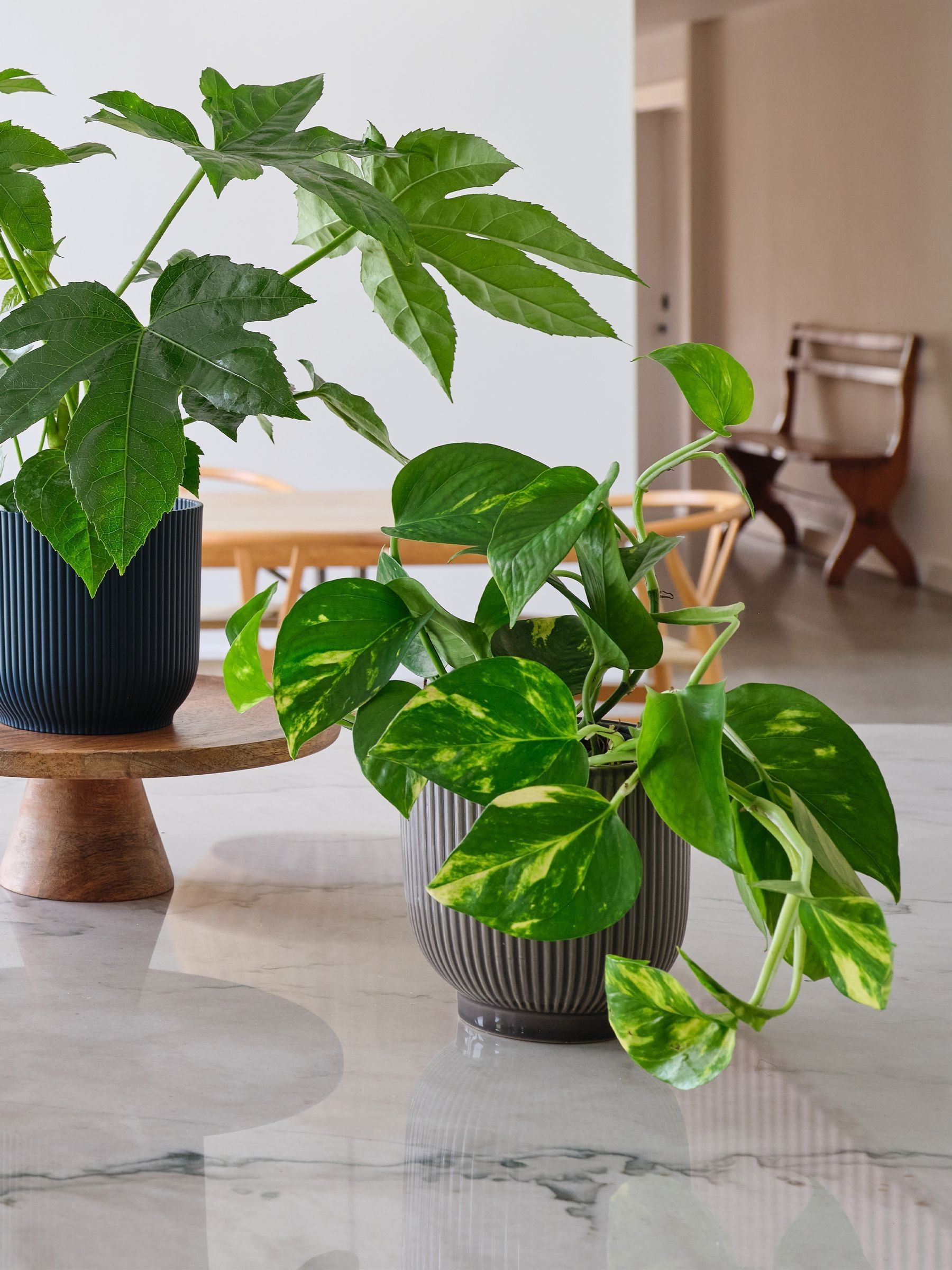 Green New Real Plant Parent in Pots - Image 4 of 4