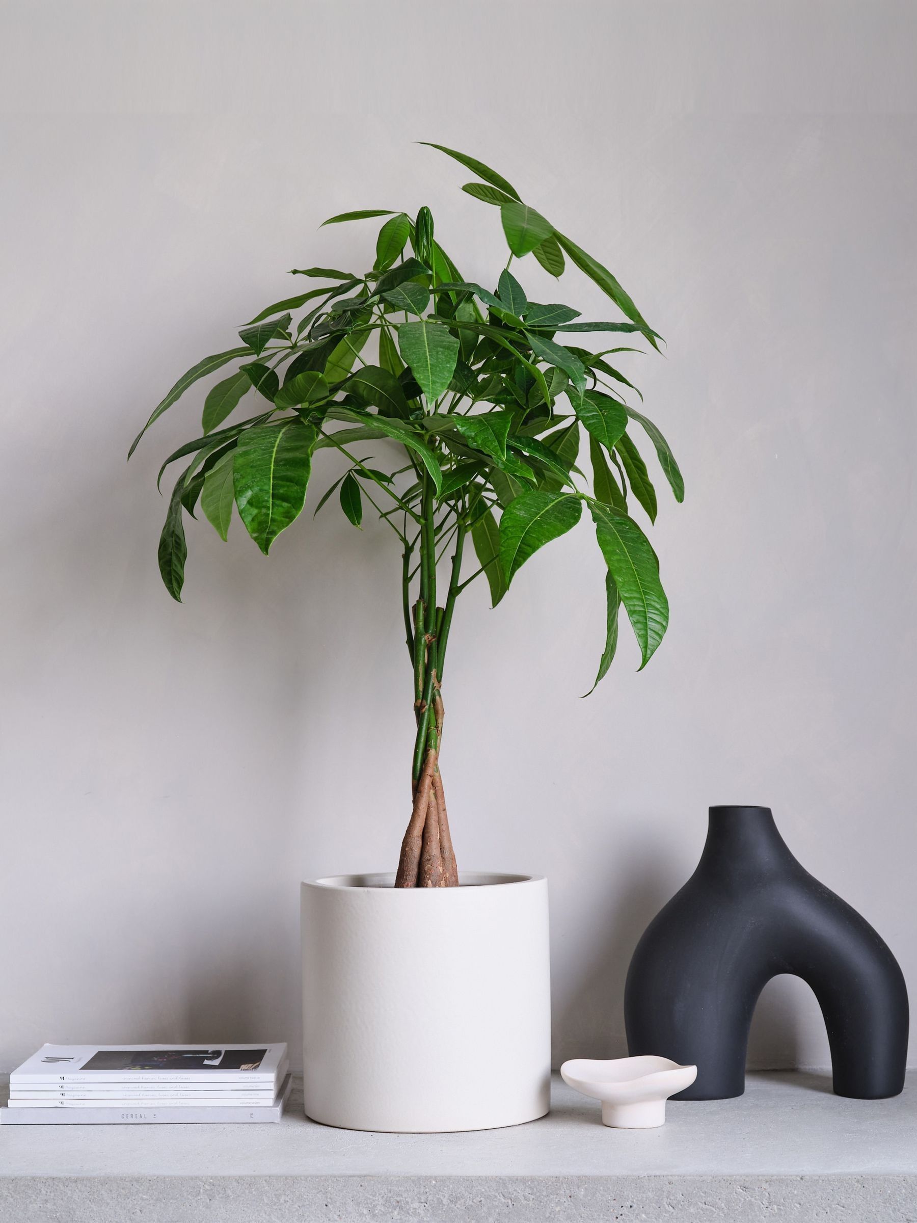 Oyster Real Money Tree Plant in Earthenware Pot - Image 1 of 4