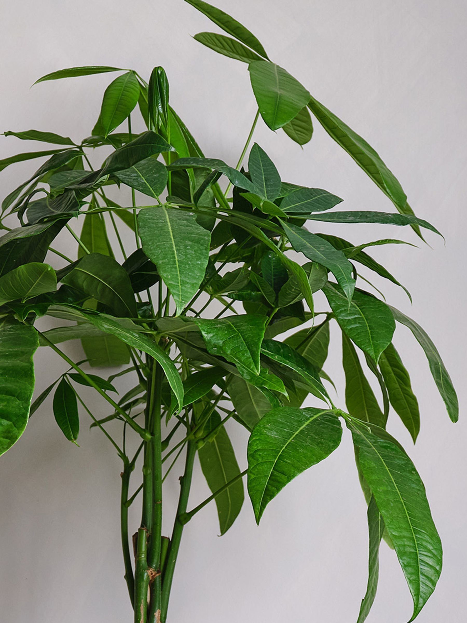 Oyster Real Money Tree Plant in Earthenware Pot - Image 2 of 4